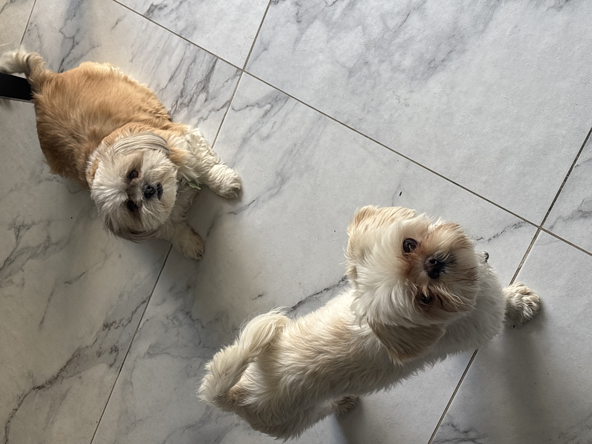 Indoor scenes with dogs and woman documented in Mexico