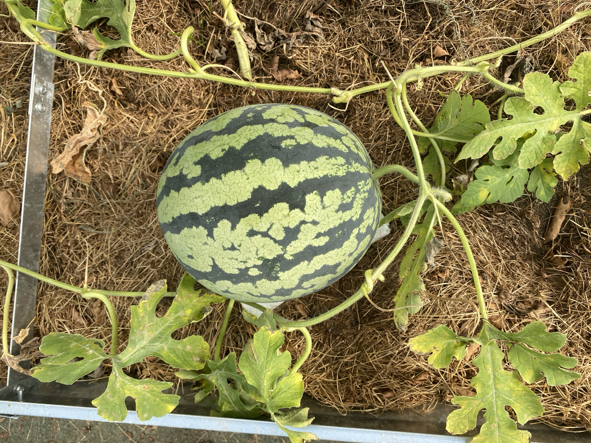 Late summer garden life and yard details in Krupki, Belarus