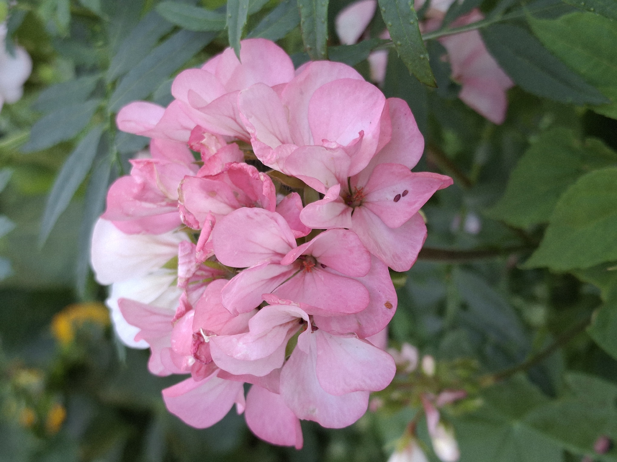 Summer afternoon in Chaikovsky — flowers, dragonflies, and a family out