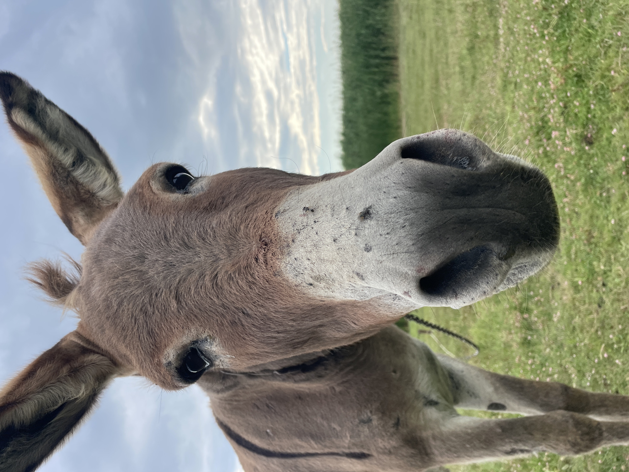 Rural Moldova: livestock, reed banks, and a forgotten railway