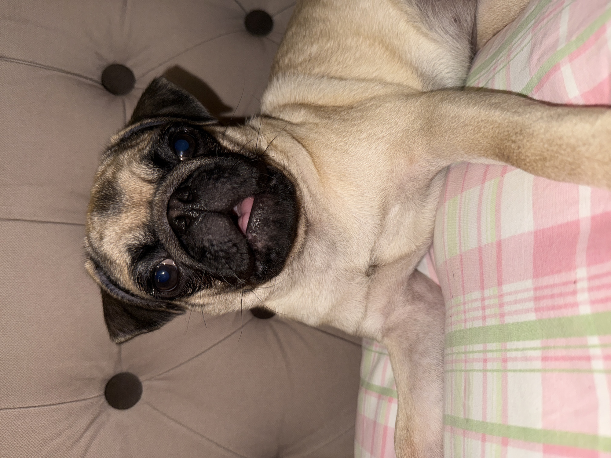 Pug relaxes on plaid bedding, fully at home