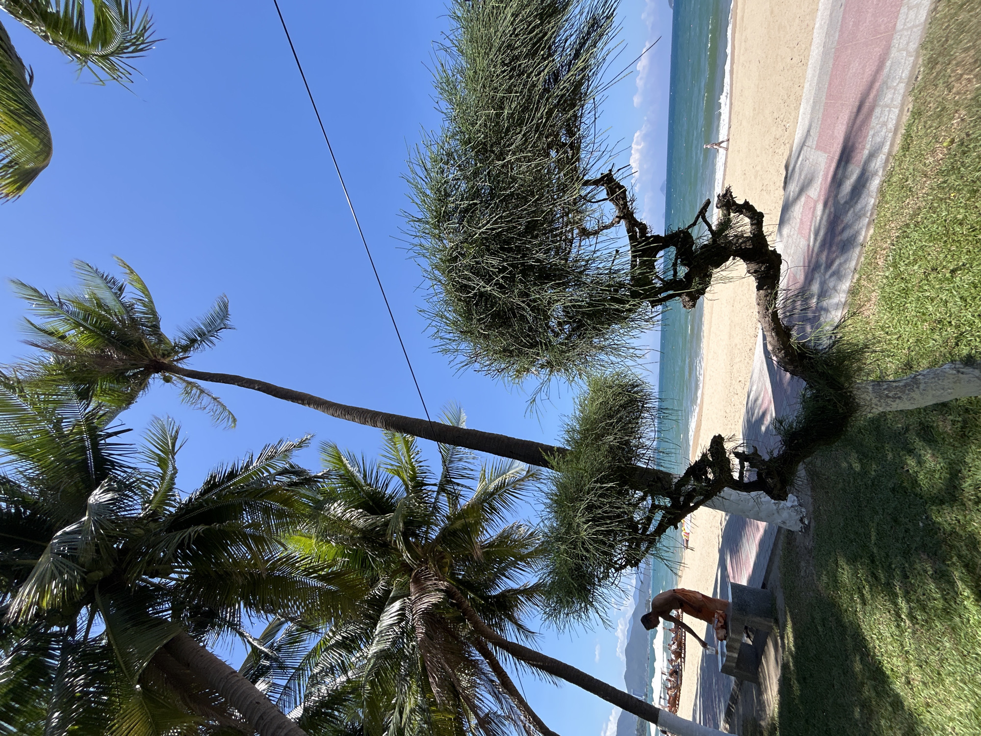 Sunny morning scene with palm trees captured in Nha Trang