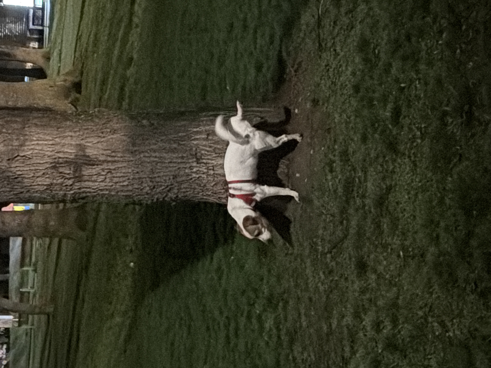 Evening dog walk captured in Sofia park area