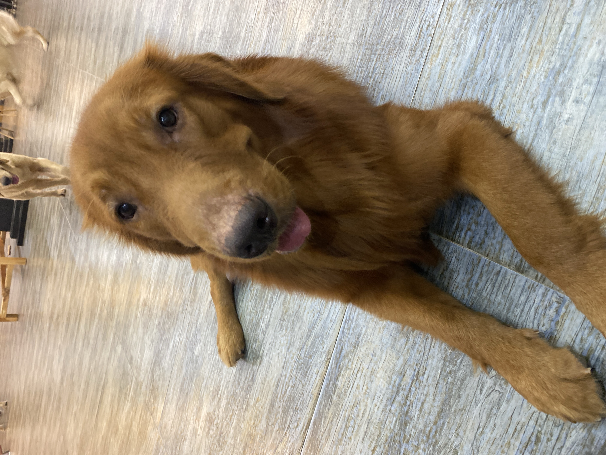 Golden retrievers at play inside a Đà Nẵng dog café