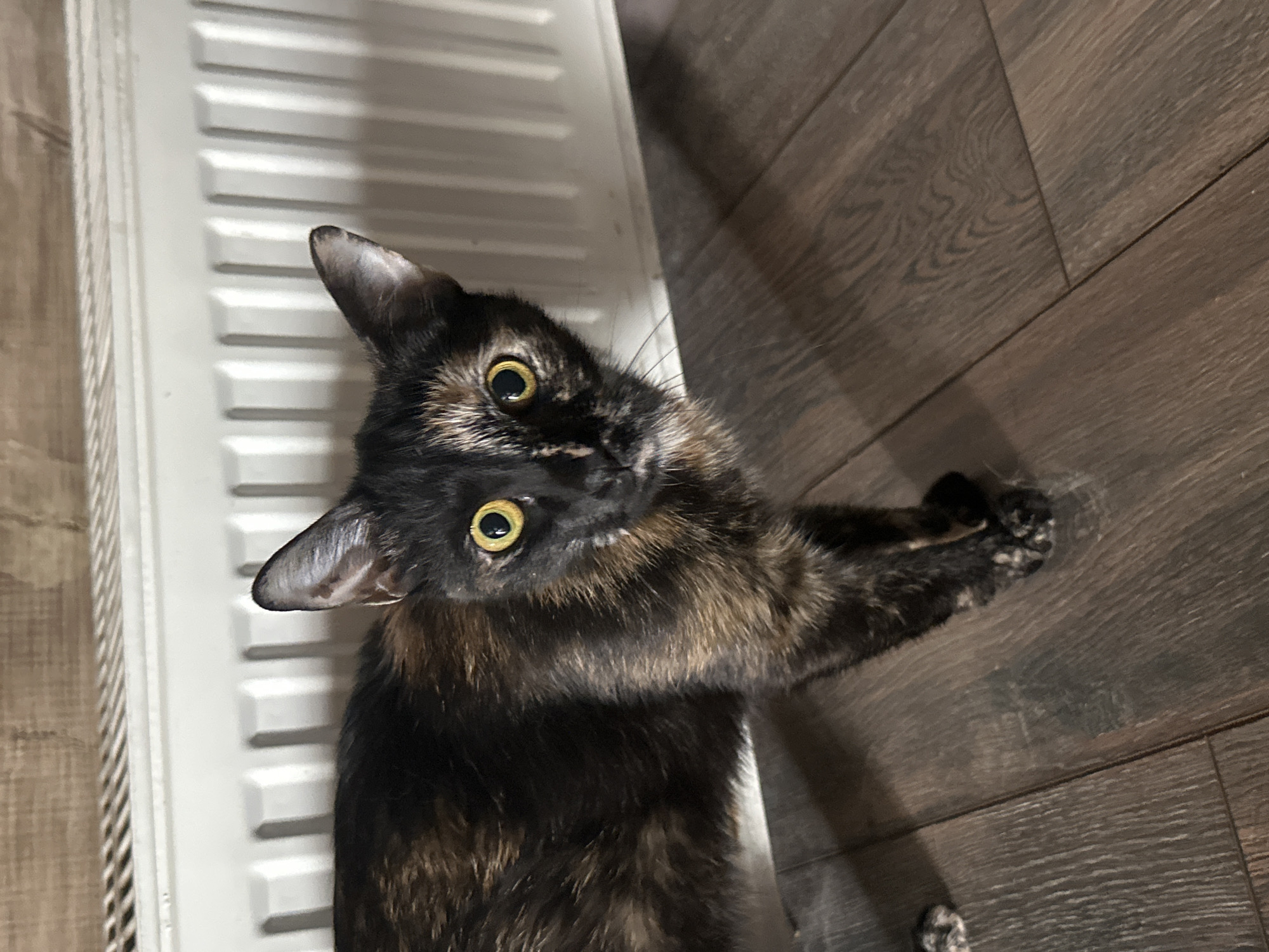 Multiple cats photographed up close in a Virki home