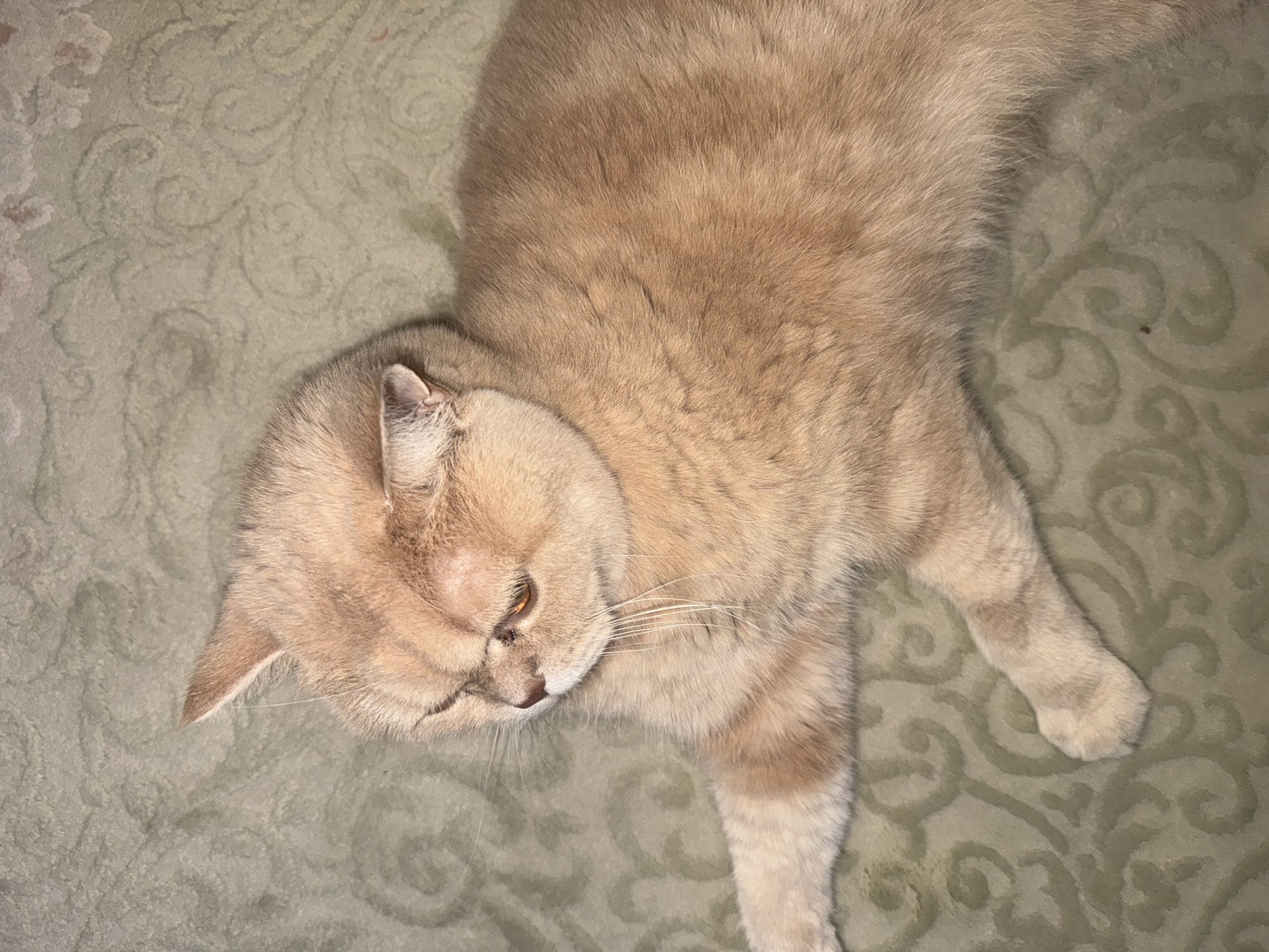 Witness captures daily life: orange cat, urban streets, garden blooms