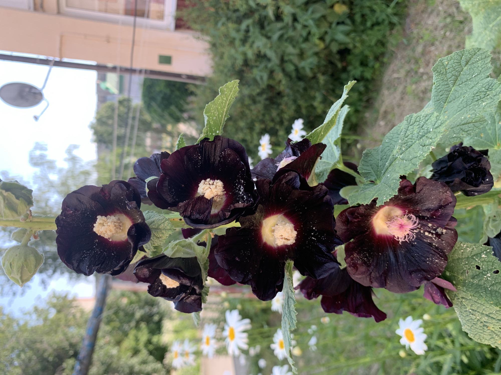 Purple hollyhocks and yellow lilies in full bloom, Kapyĺ