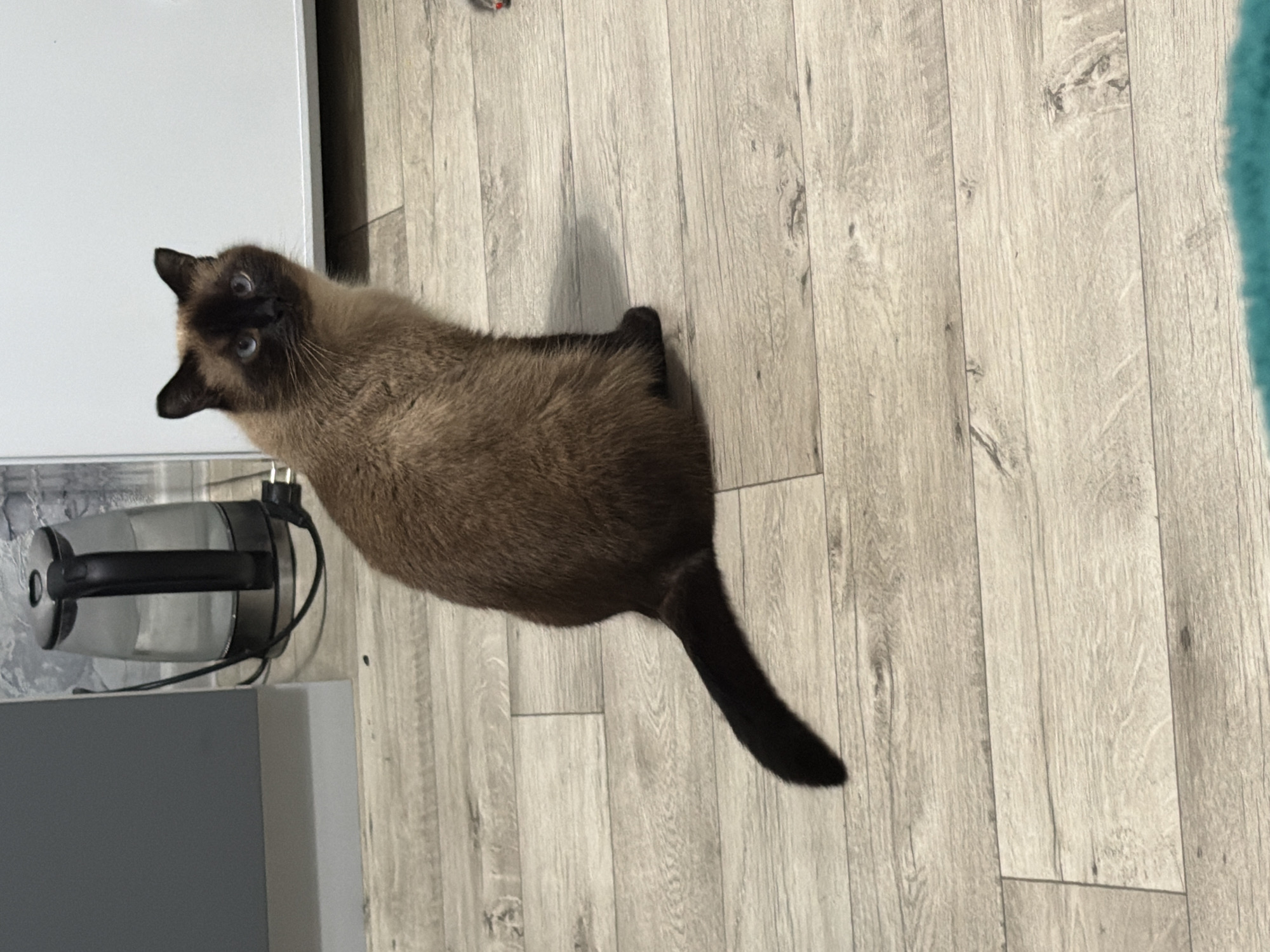Siamese cat and selfies from a Tujmazy apartment
