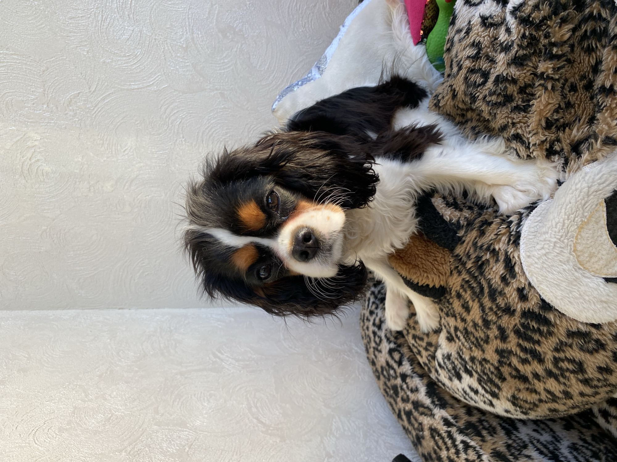 Cavalier King Charles Spaniel rests on leopard-print bed in Votkinsk