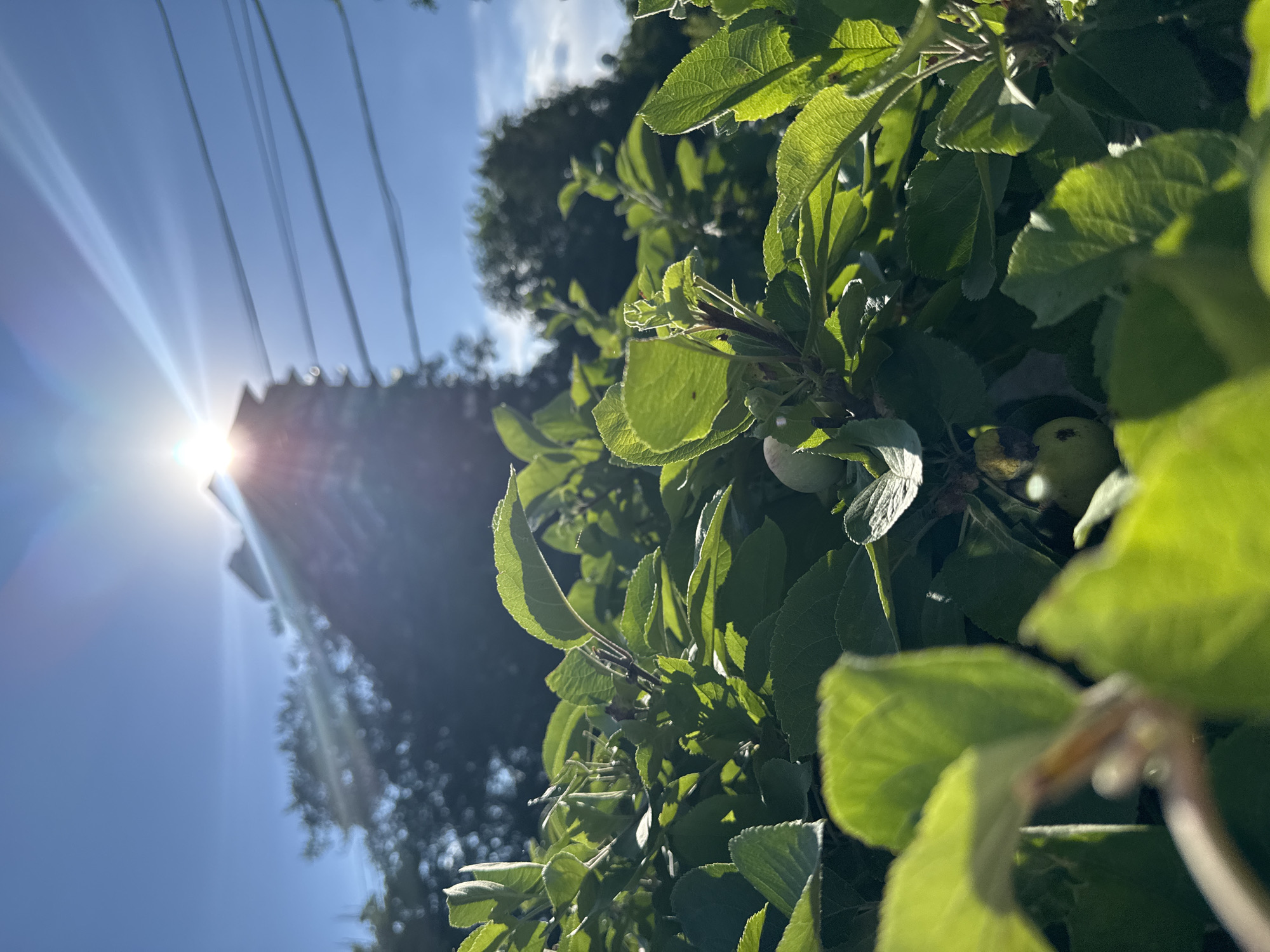 Summer afternoon stroll and nature snapshots in Odesa
