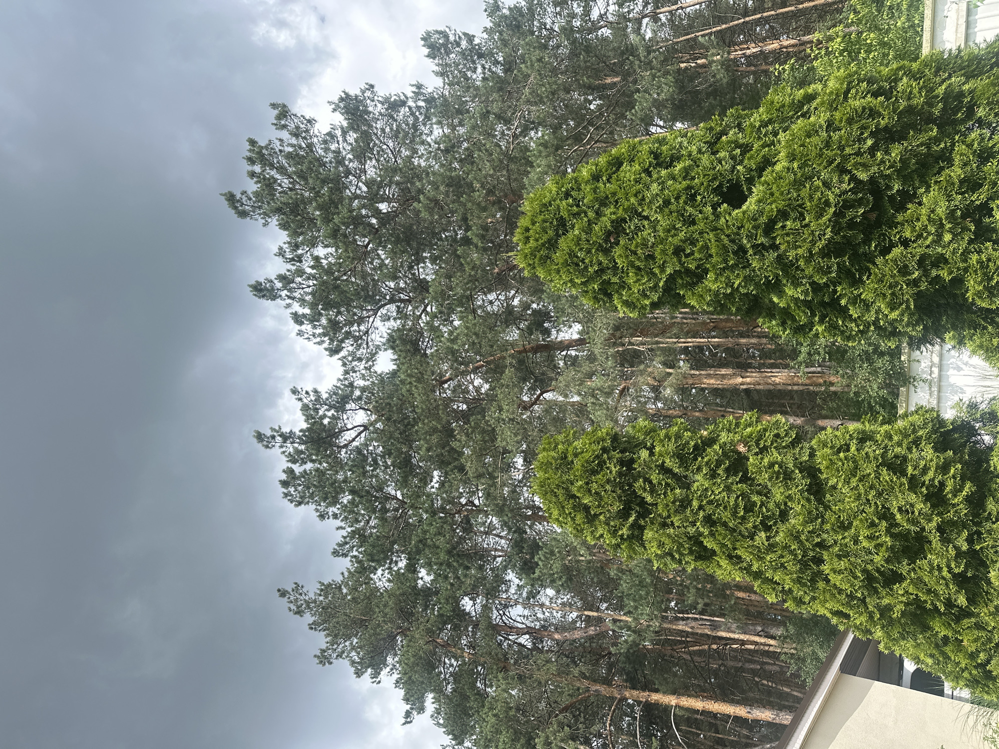 Green arborvitae shrubs under cloudy skies in Irpin