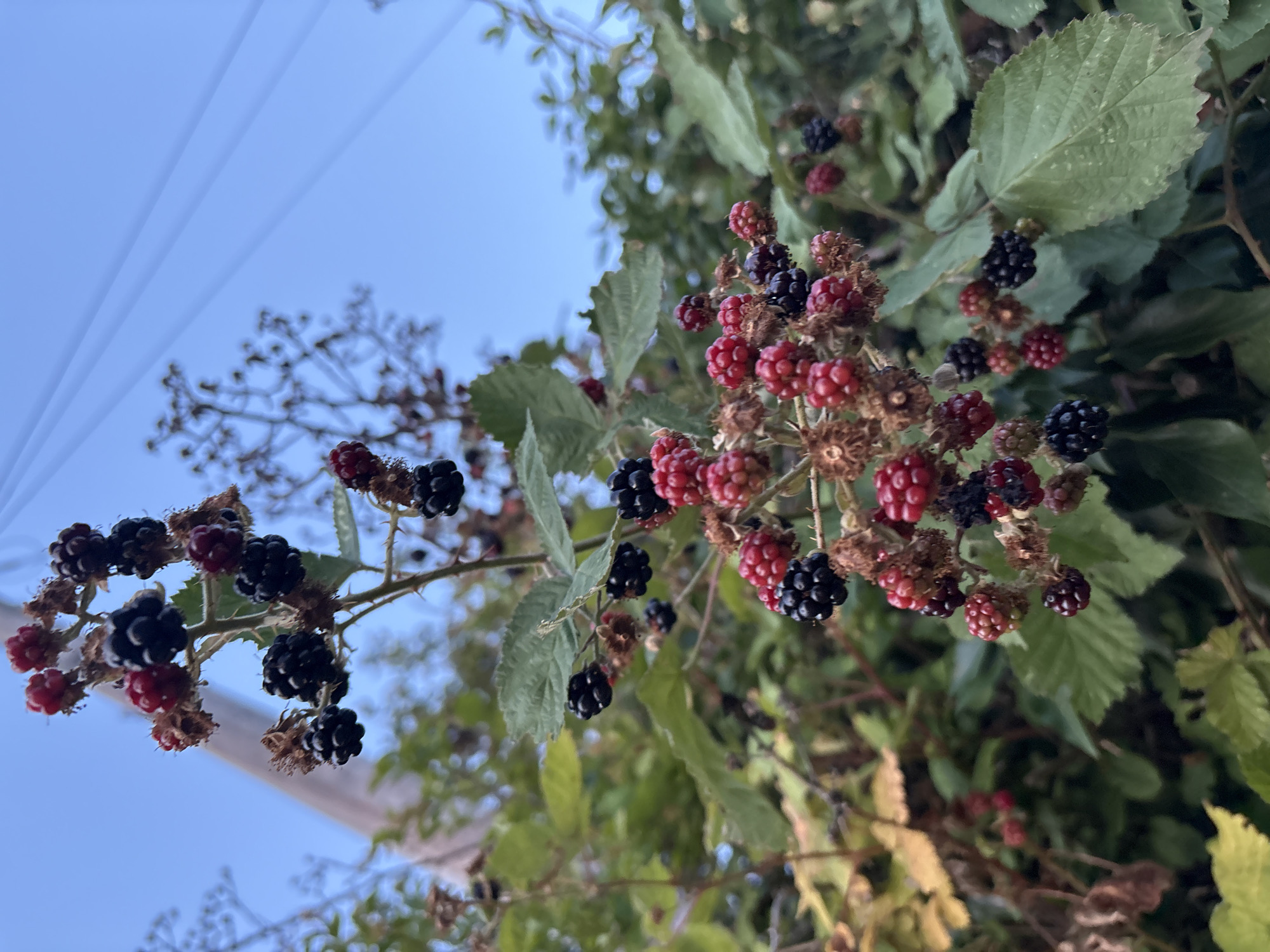 Summer evening stroll through Chelmsford's gardens and streets