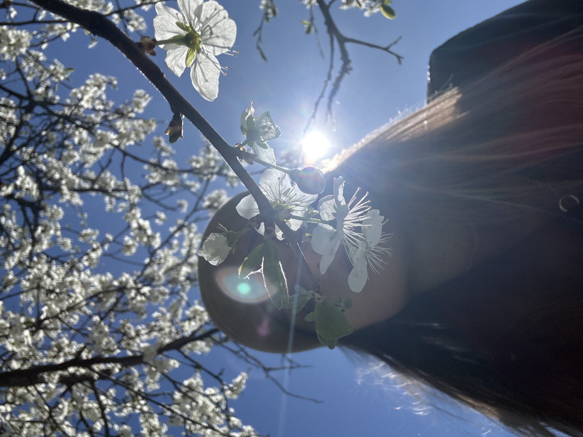 Spring blooms photographed during sunny walk in Saint Petersburg