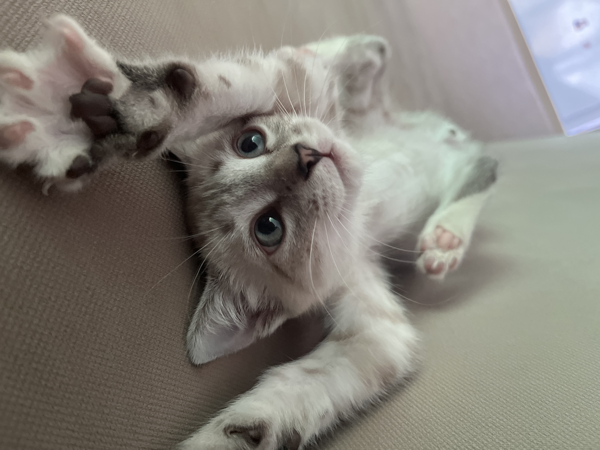 Blue-eyed kitten observed resting indoors and outdoors