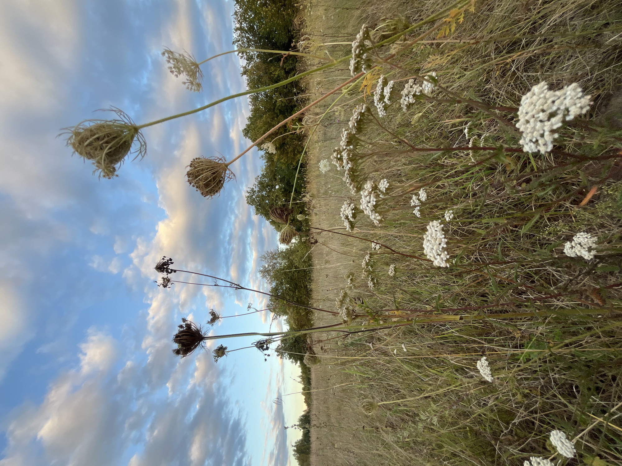 Wildflowers and dry grass in a rural Belarusian meadow