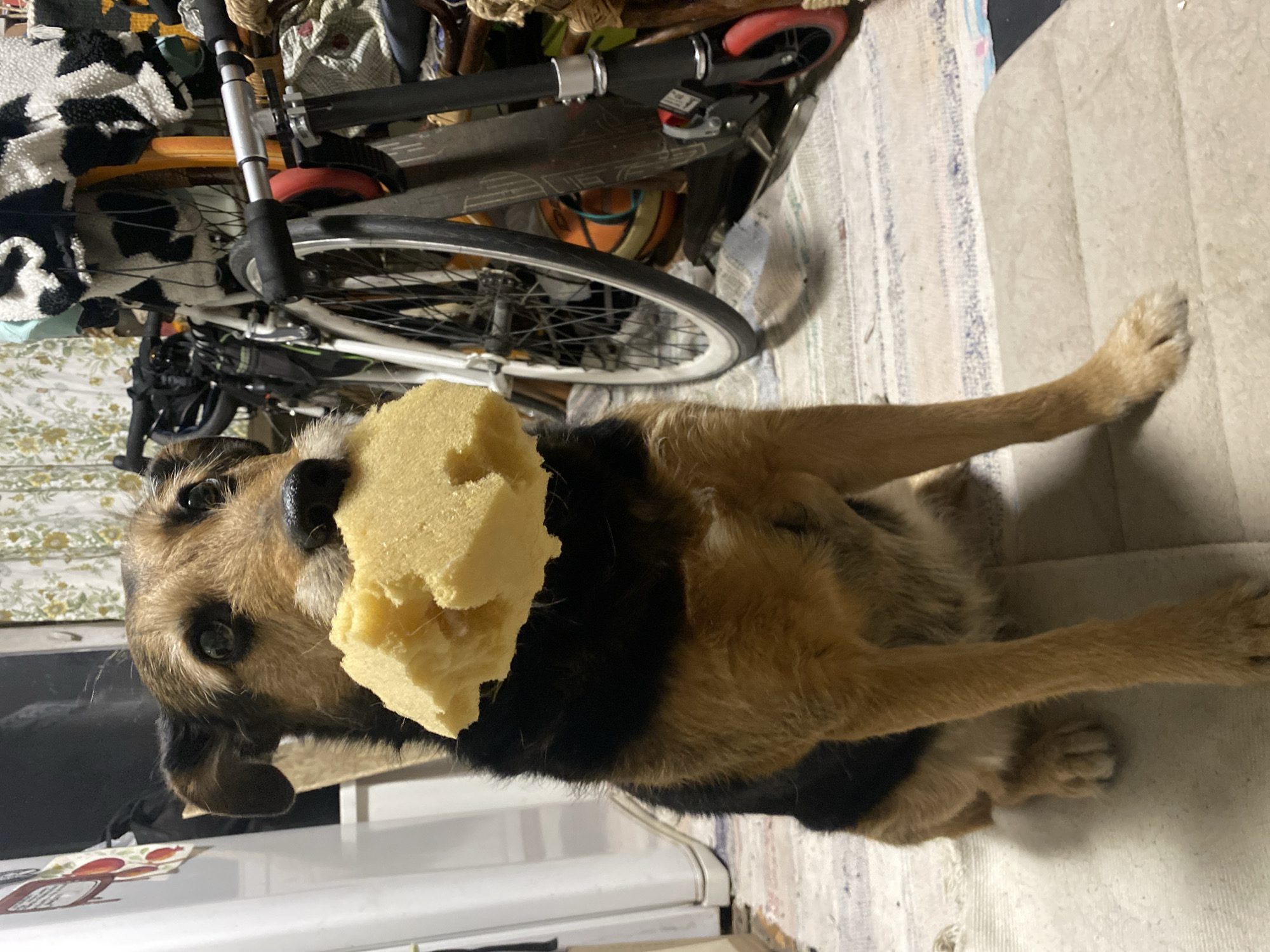 Dog holds yellow sponge indoors in Khimki