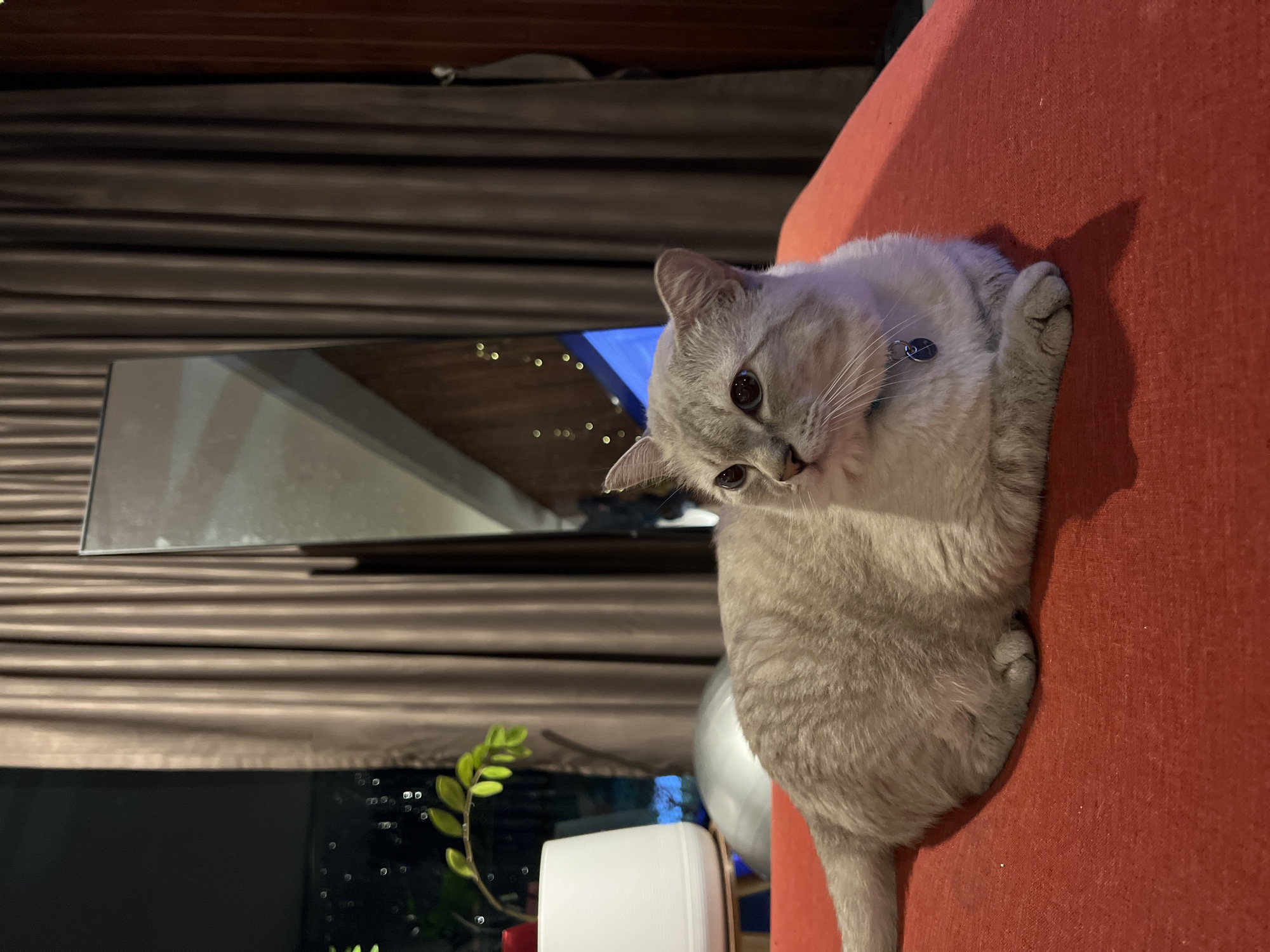 Cat rests peacefully on red furniture during afternoon