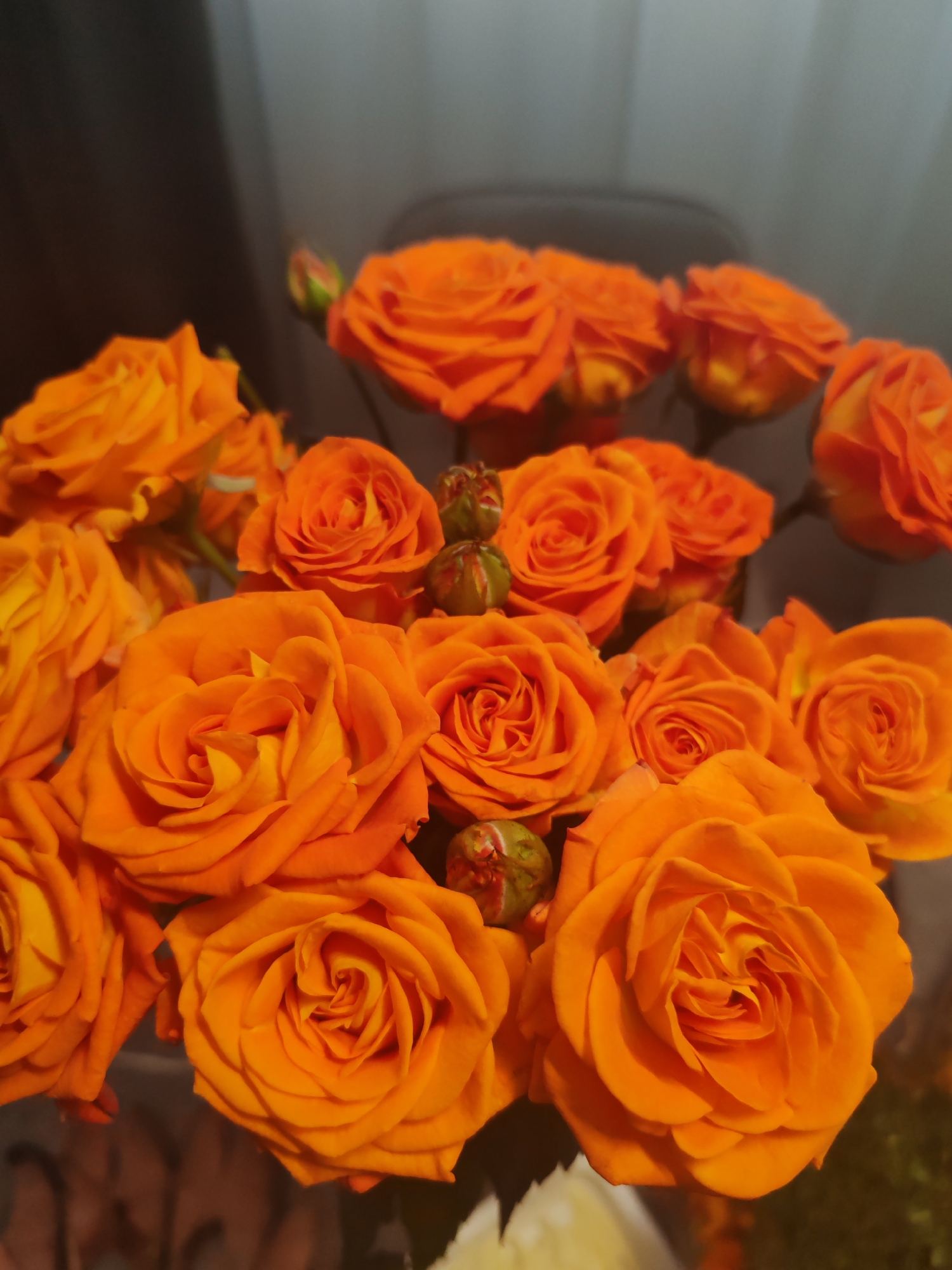 Family celebration with roses, food and cat in Chaikovsky