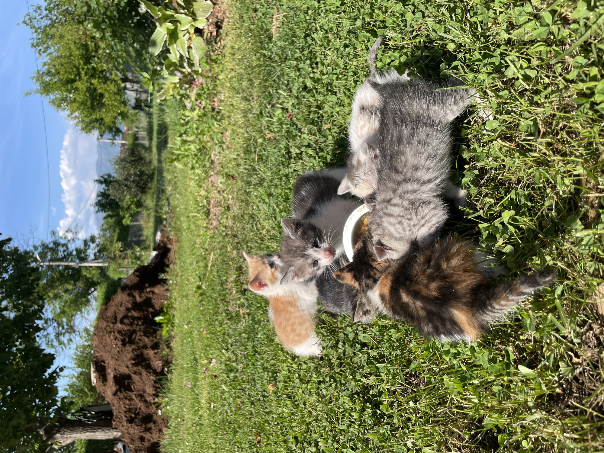 Kittens gather for feeding, play in Montenegro countryside