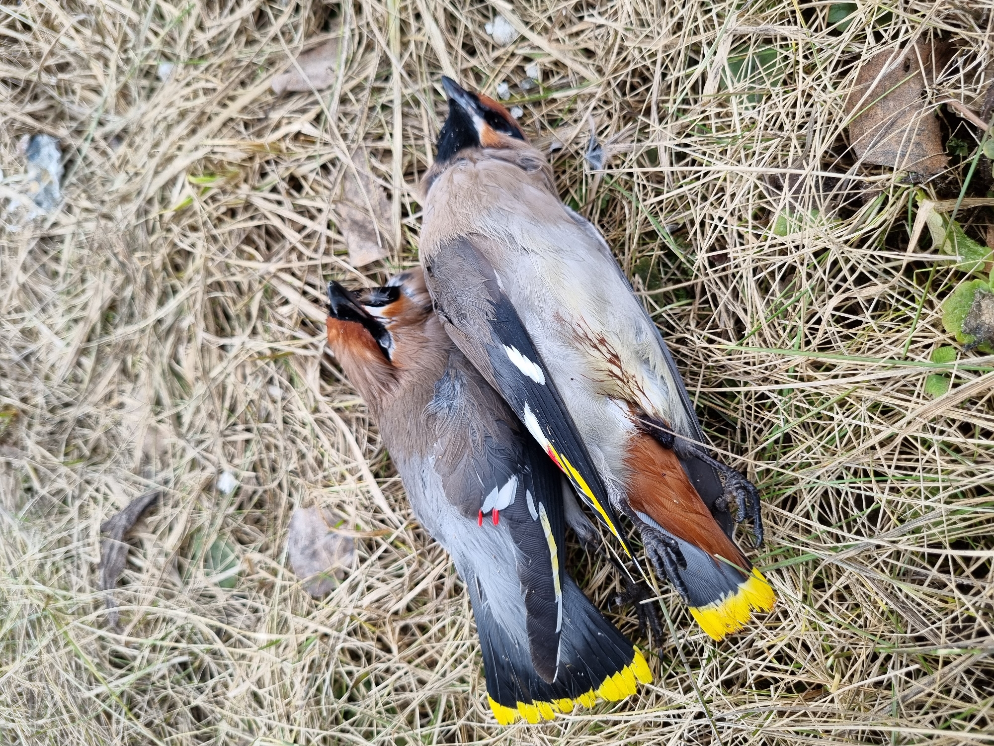 Two dead Bohemian Waxwings found in Kemul, Russia
