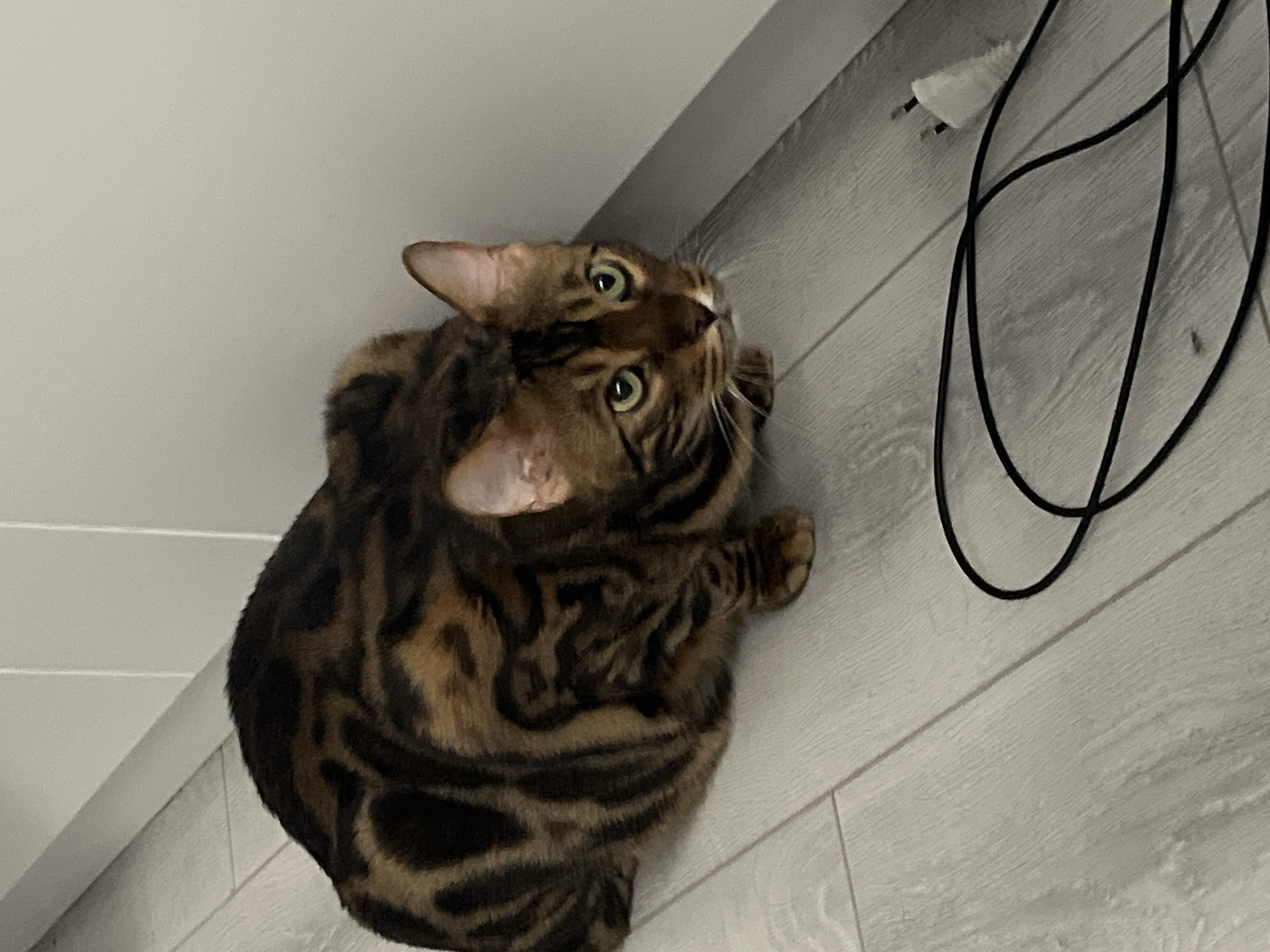 Cat observed near laptop displaying Russian legal content in Ulyanovsk