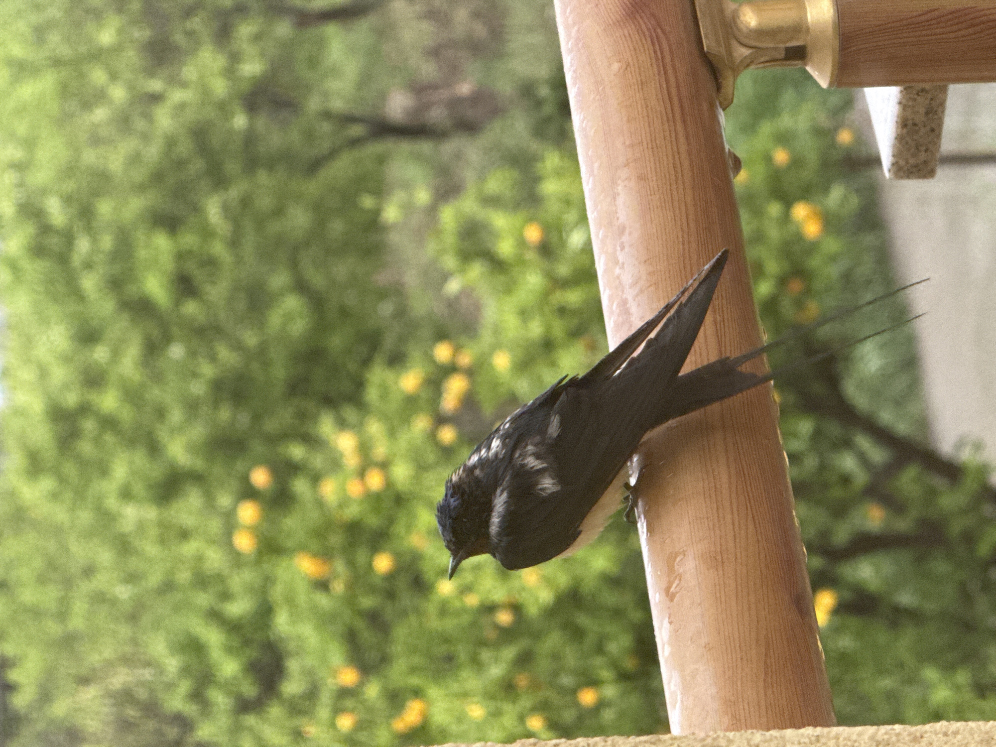 Barn swallow spotted perching during rainfall in Bar, Montenegro
