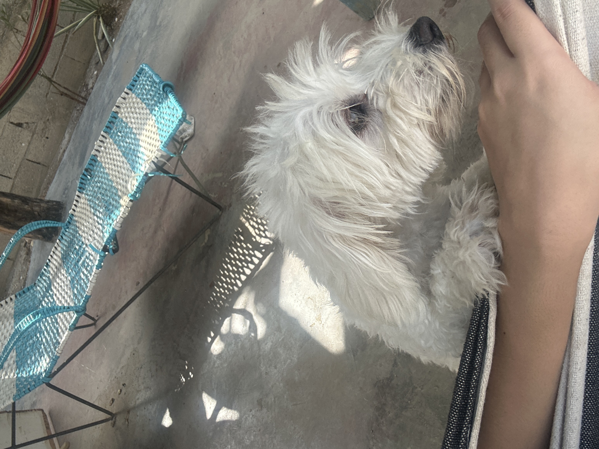 Fluffy white dog relaxing around a rustic outdoor patio in Juan Griego