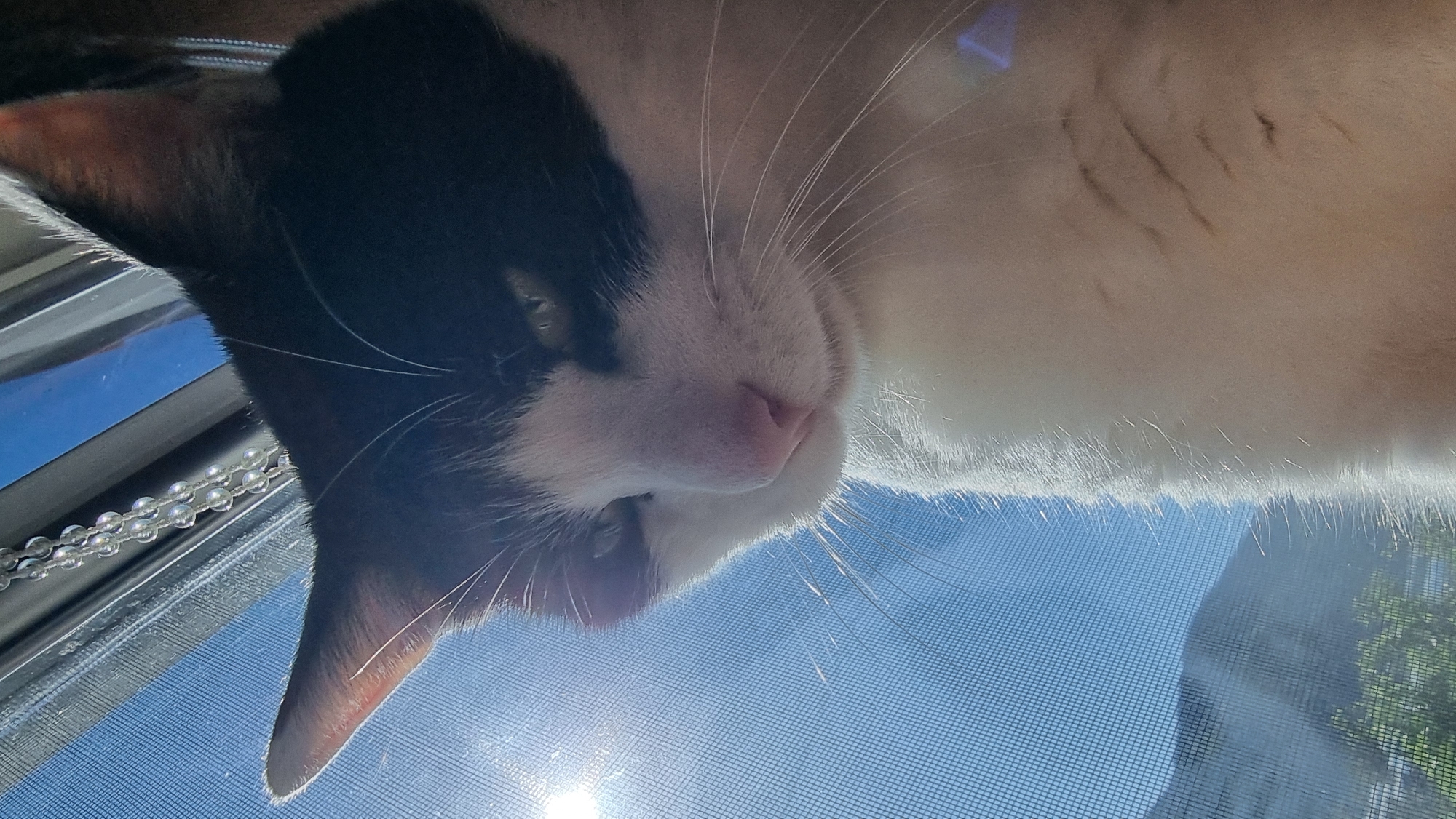 Rural South Korean evening captured through domestic cat moments