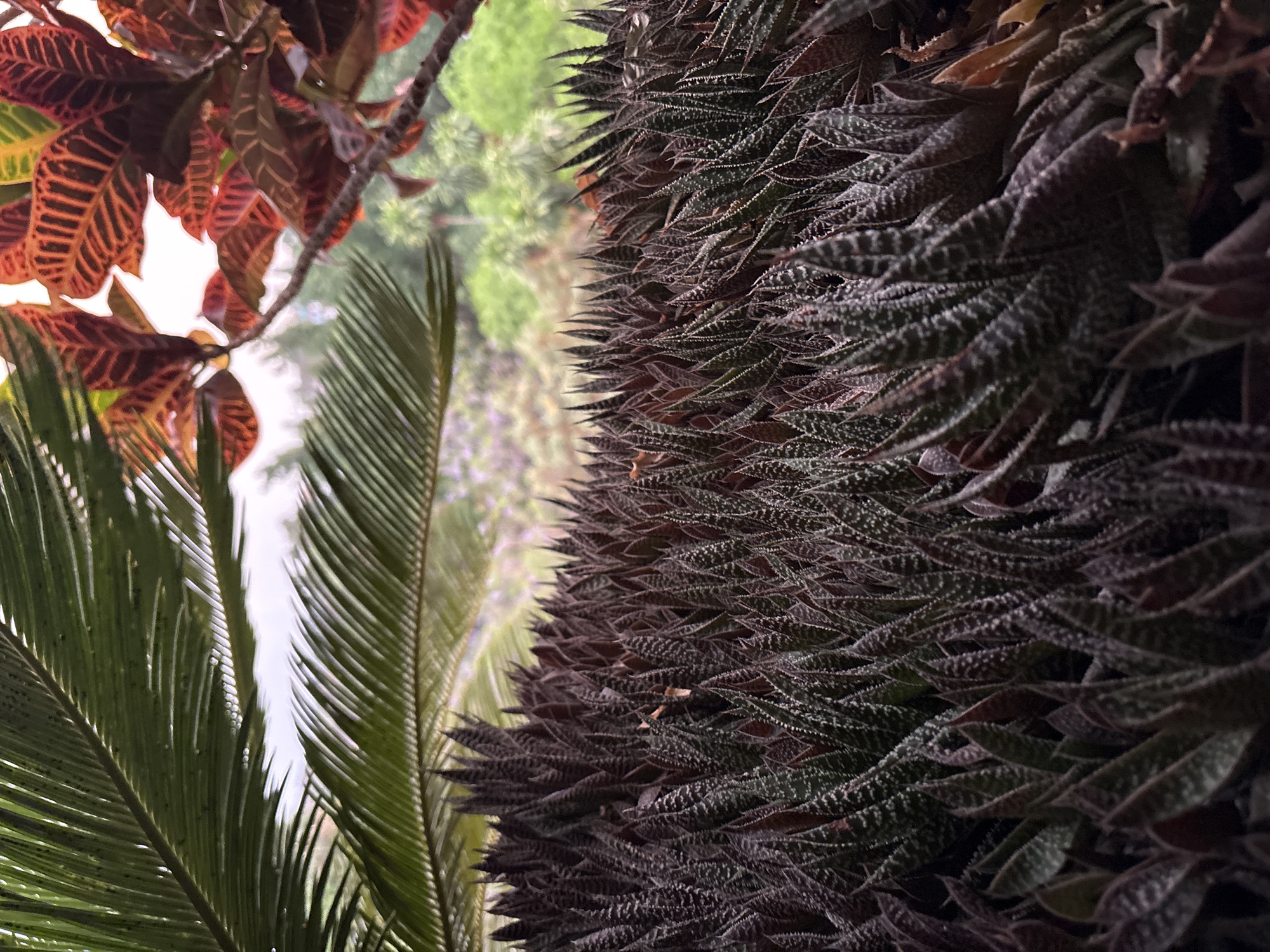 Garden vegetation documented in close-up views in Cuernavaca