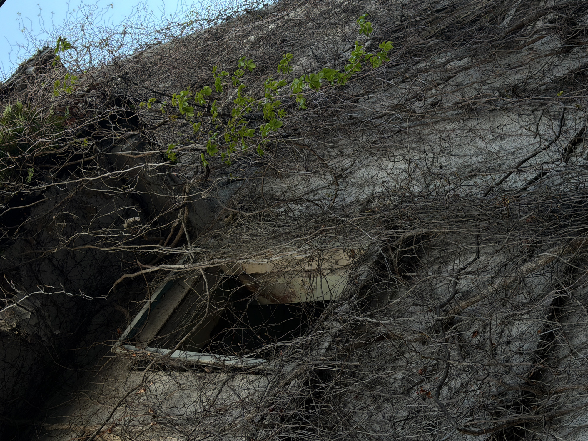 Abandoned building documented overgrown with vines in Montenegro