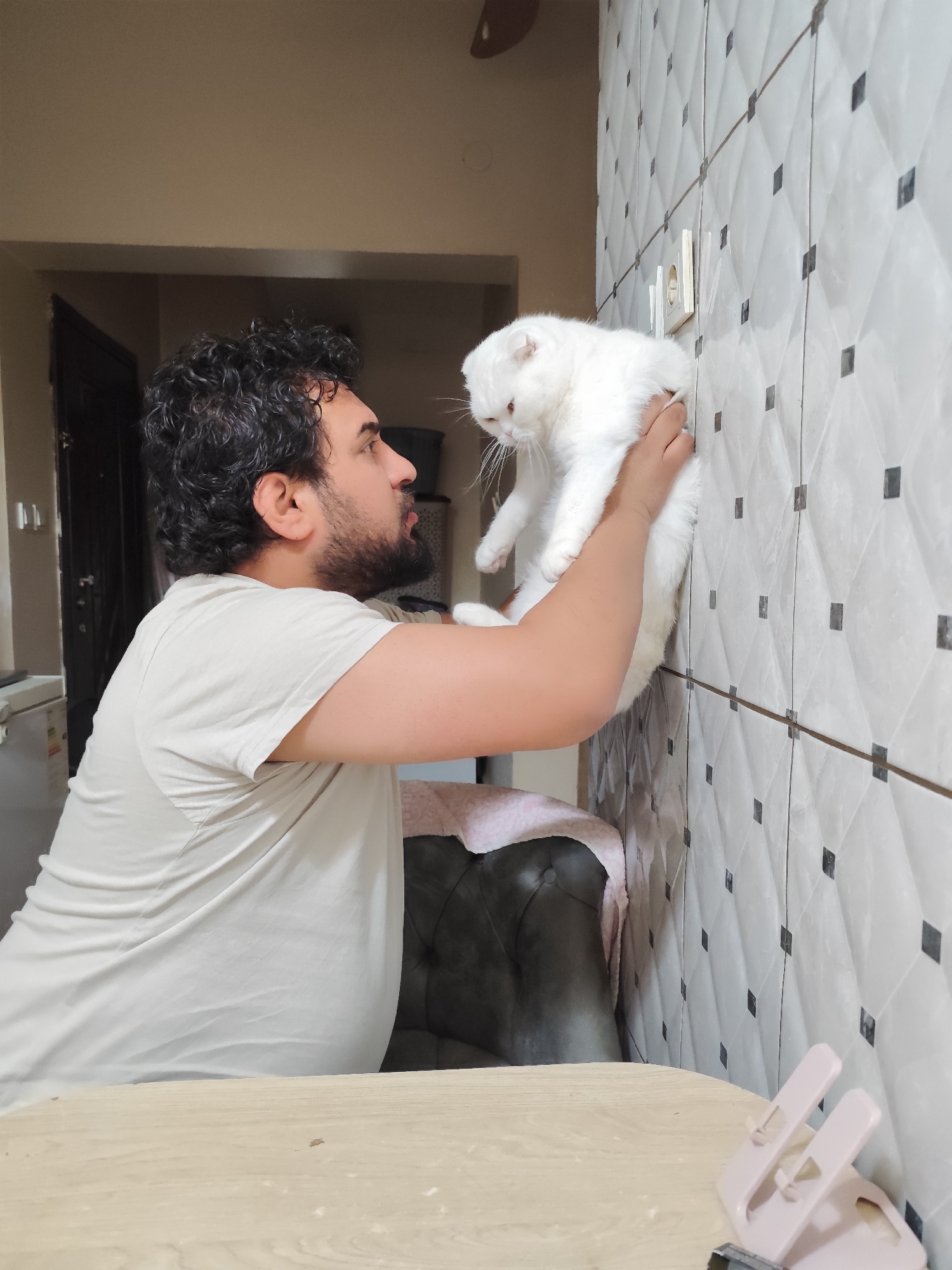Man spends evening with white Scottish Fold cat in Istanbul