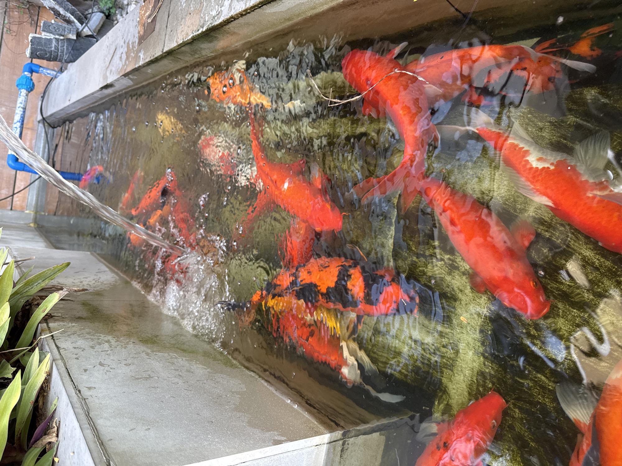 Koi pond maintenance and feeding in General Santos