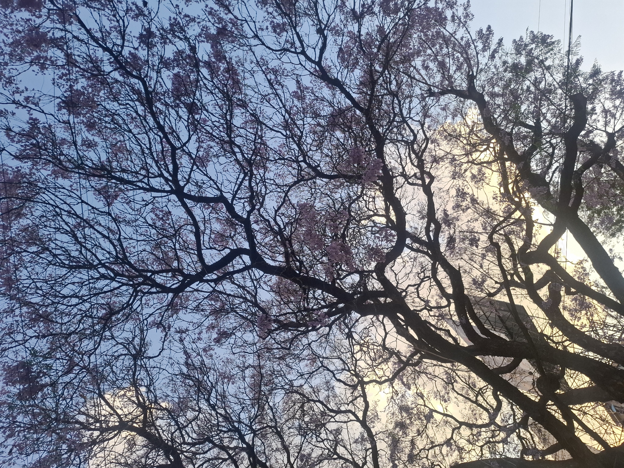 Spring blossoms and sunset skies observed in Naucalpan de Juárez