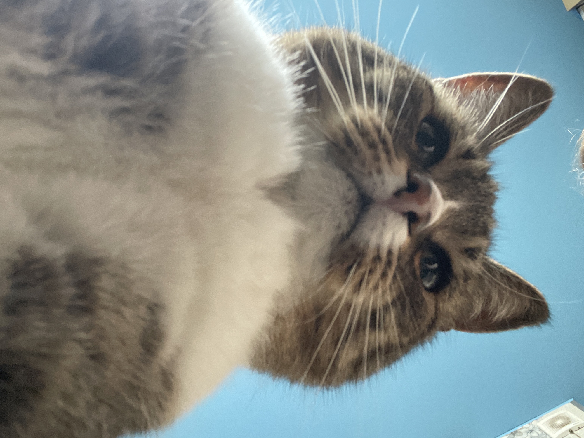 Moscow tabby cat photographed extensively from every angle