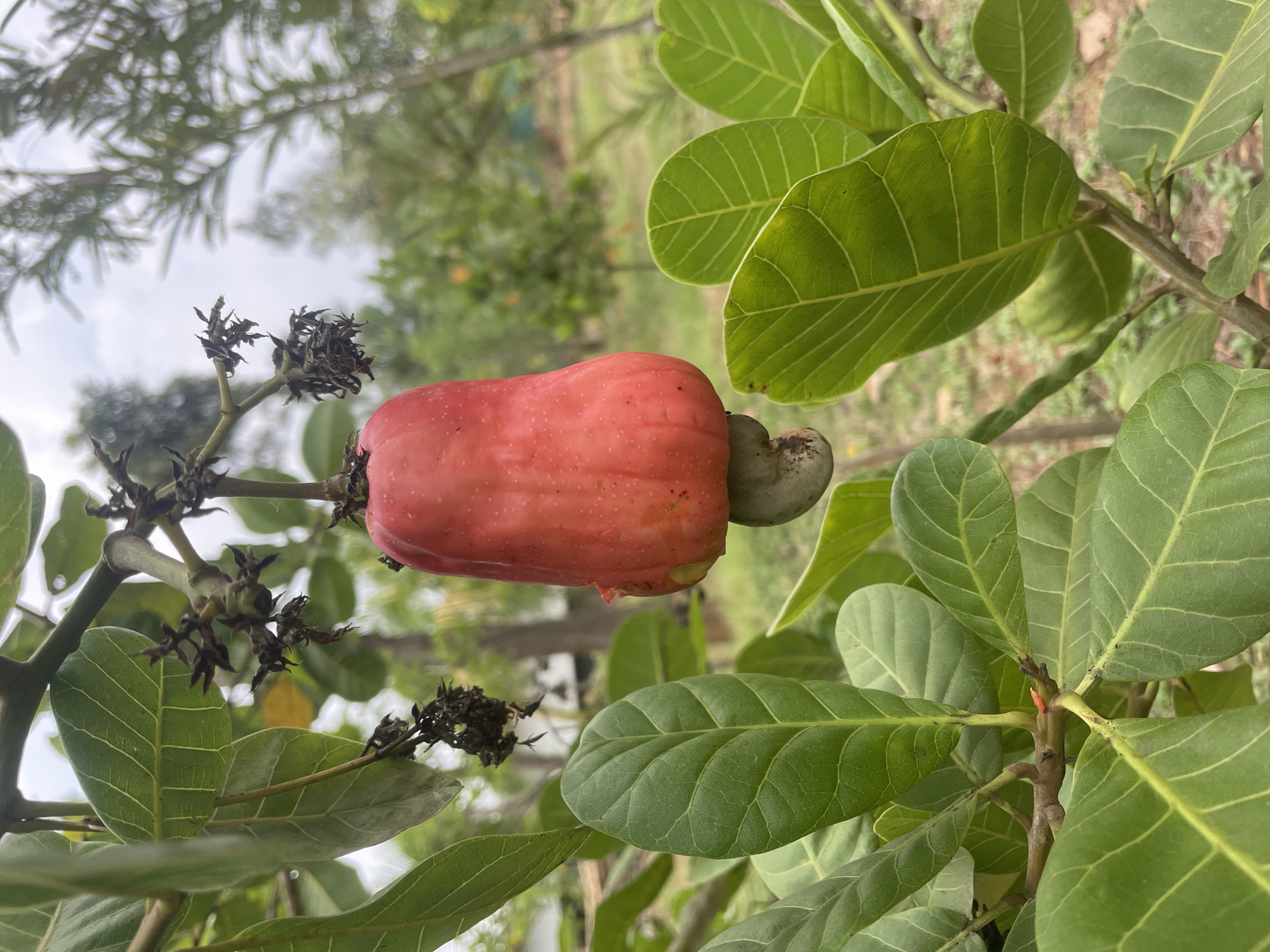 Red cashew apple photographed on tree branch in Dhundshi
