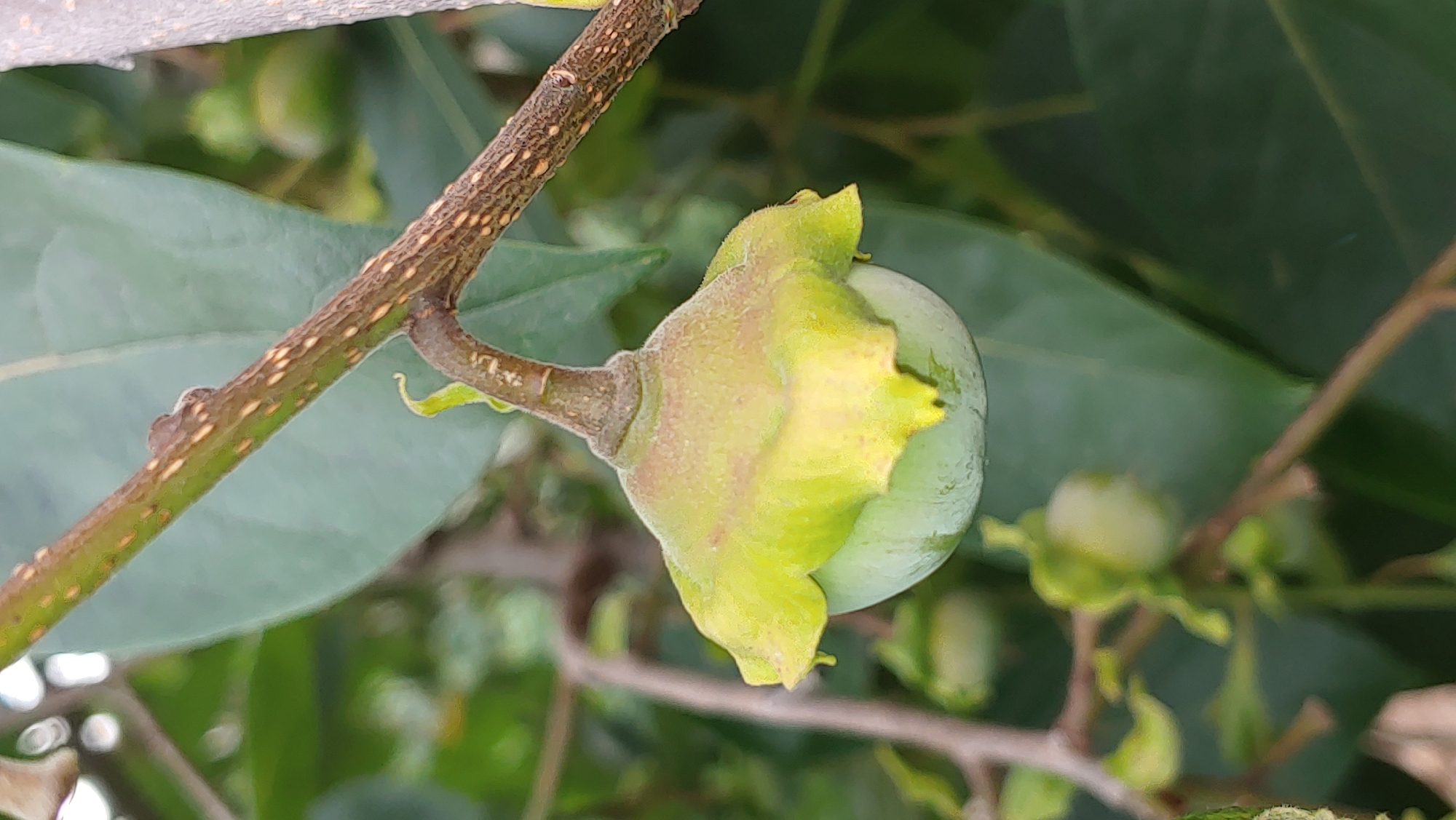 Macro details of plants, a dog, and textures in Mukachevo