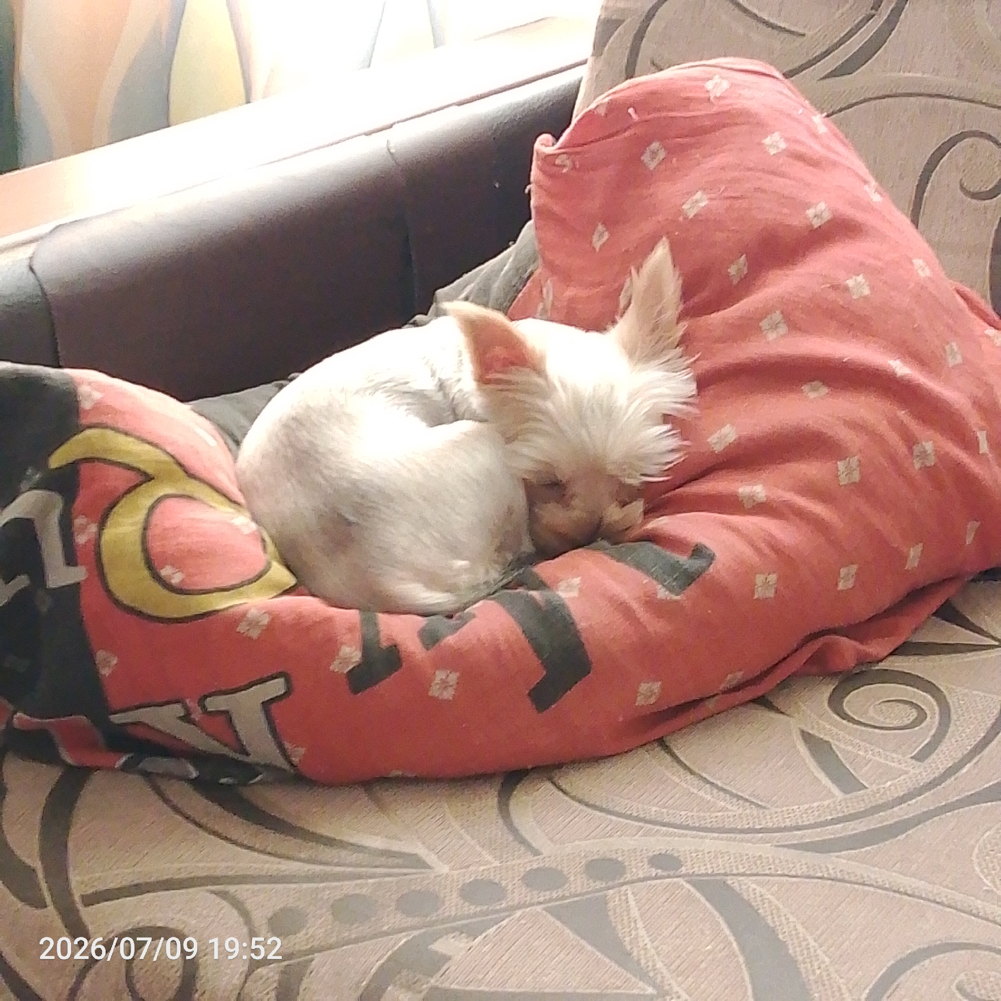 Pets at rest, plus a couple of outdoor moments