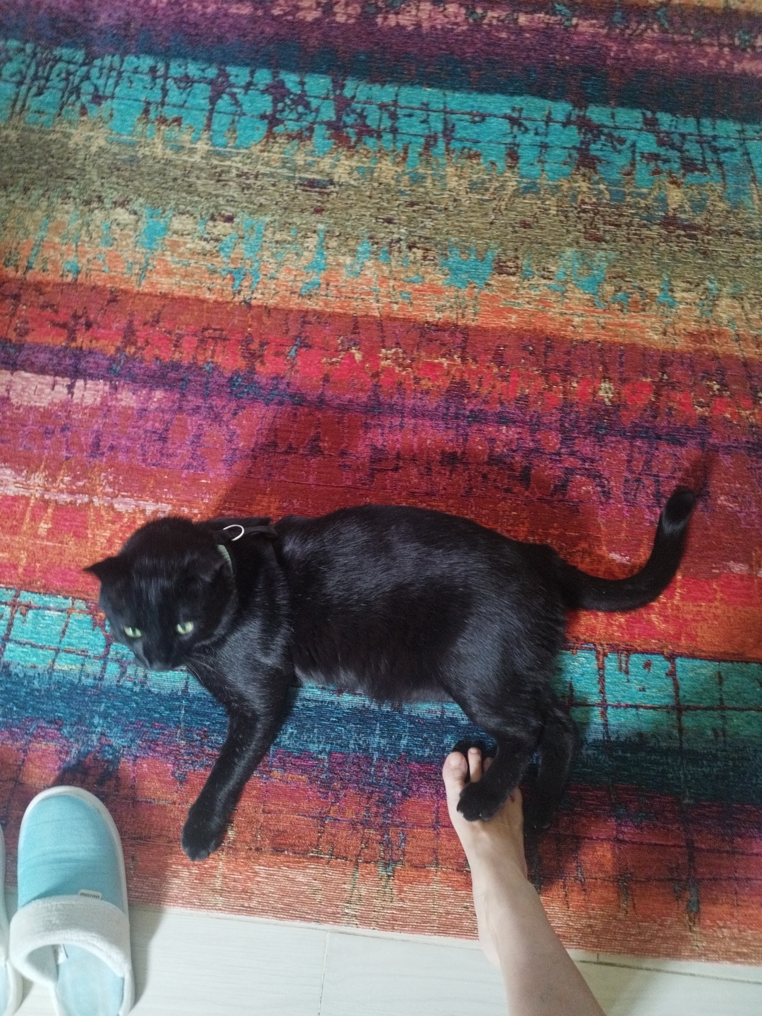 Black cat with green collar rests on striped rug