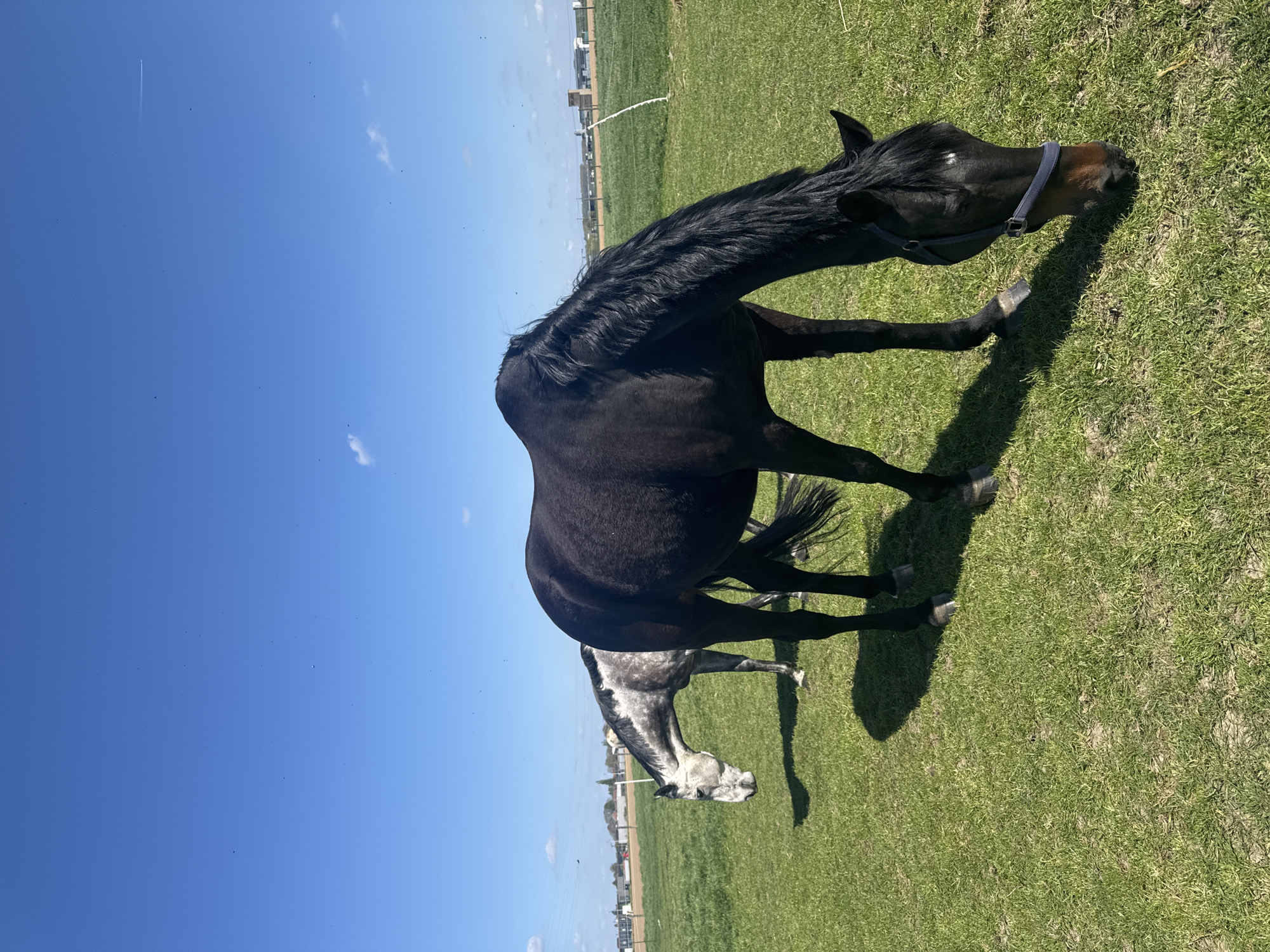 Horses graze peacefully in Belgian pasture under sunny skies