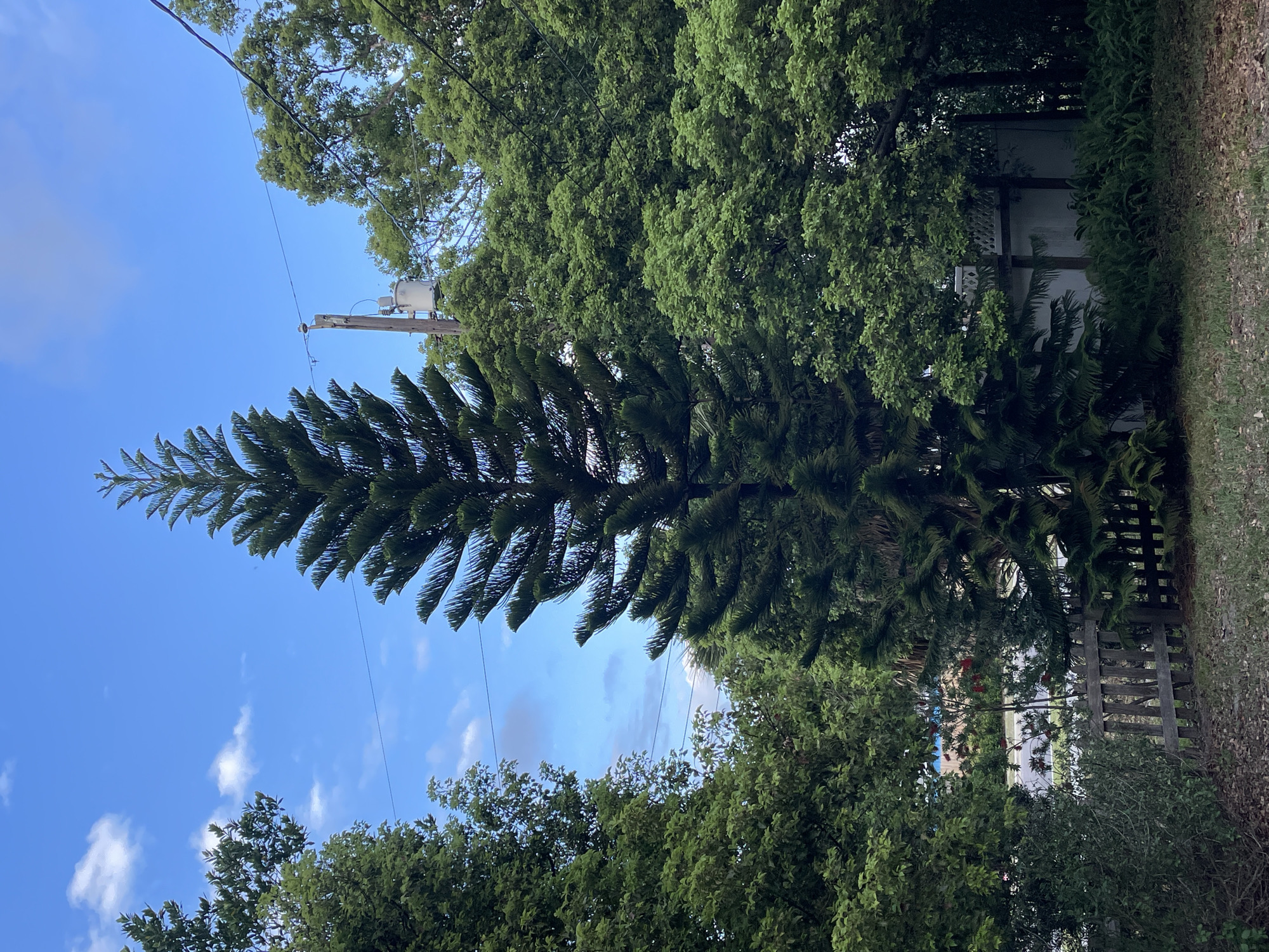 Evening documentation of tree and garden sculpture in Clearwater