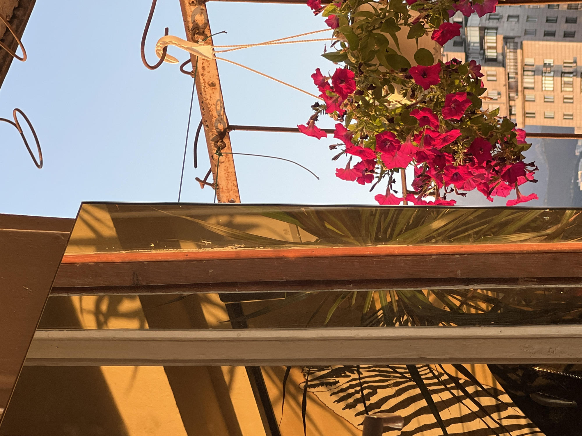 Balcony petunias and Almaty's skyline at golden hour