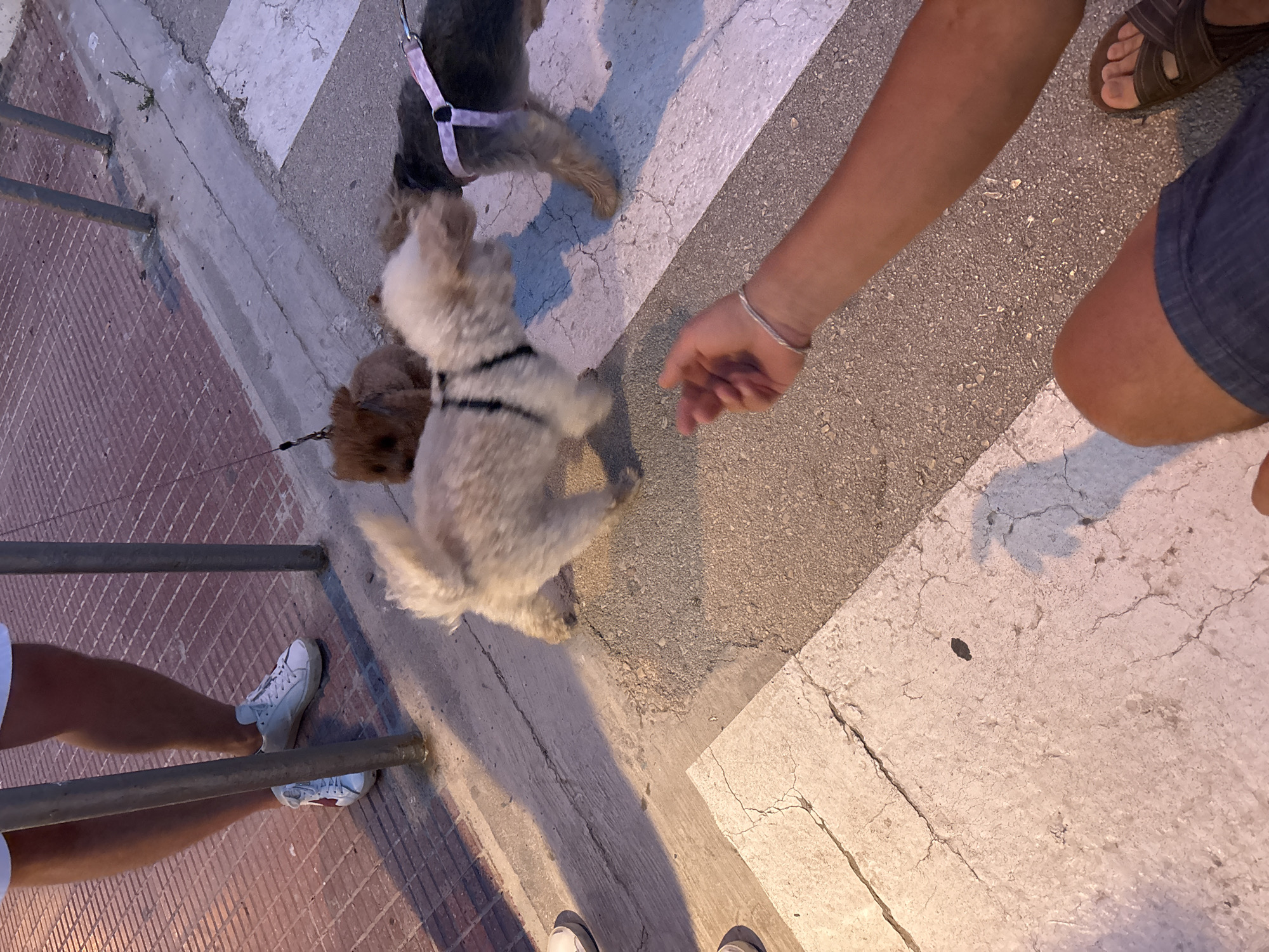 Sunset drinks and dogs on the Costa Blanca promenade