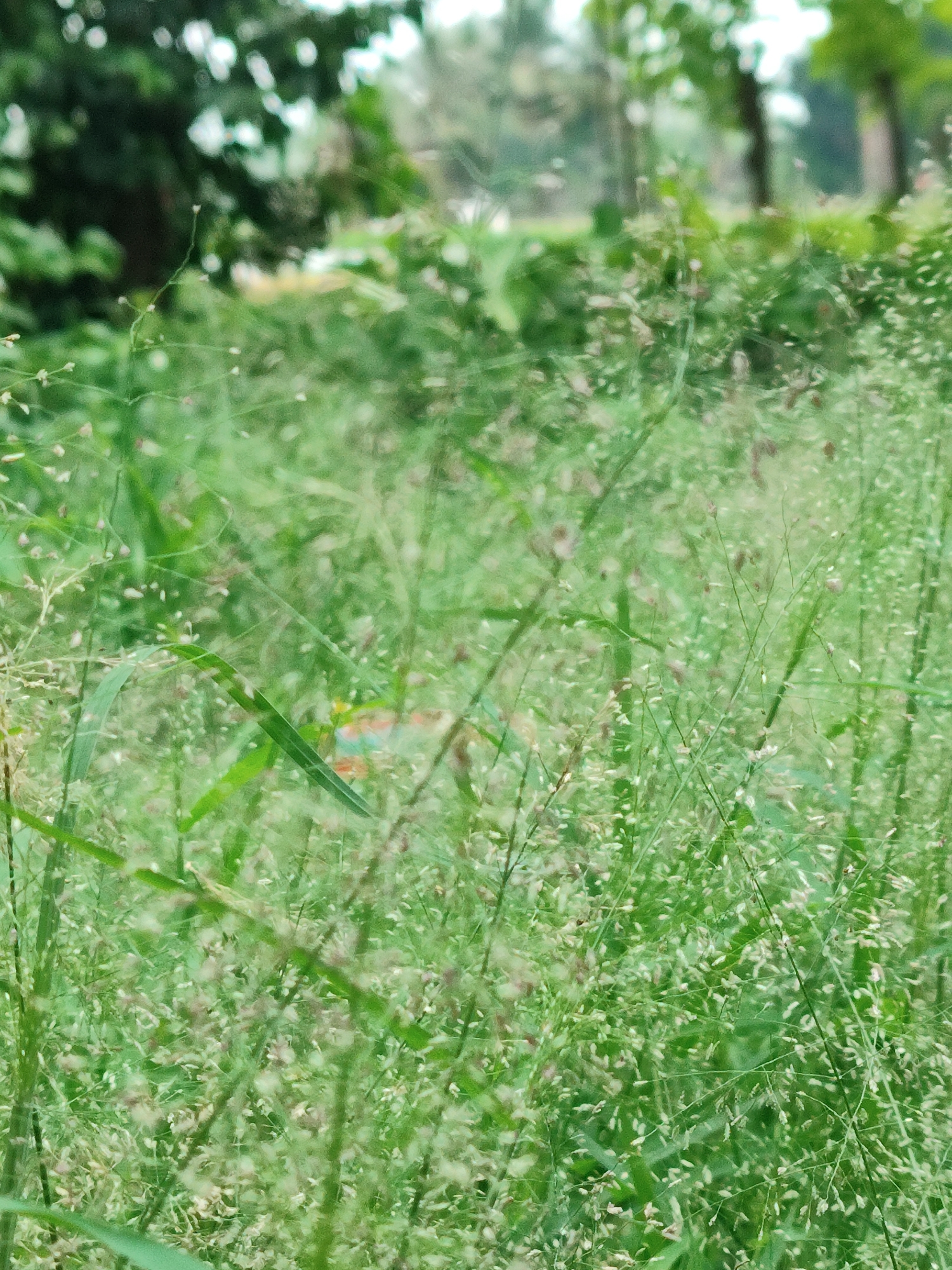 Morning coffee and grass fields in rural Keudejungkagajah