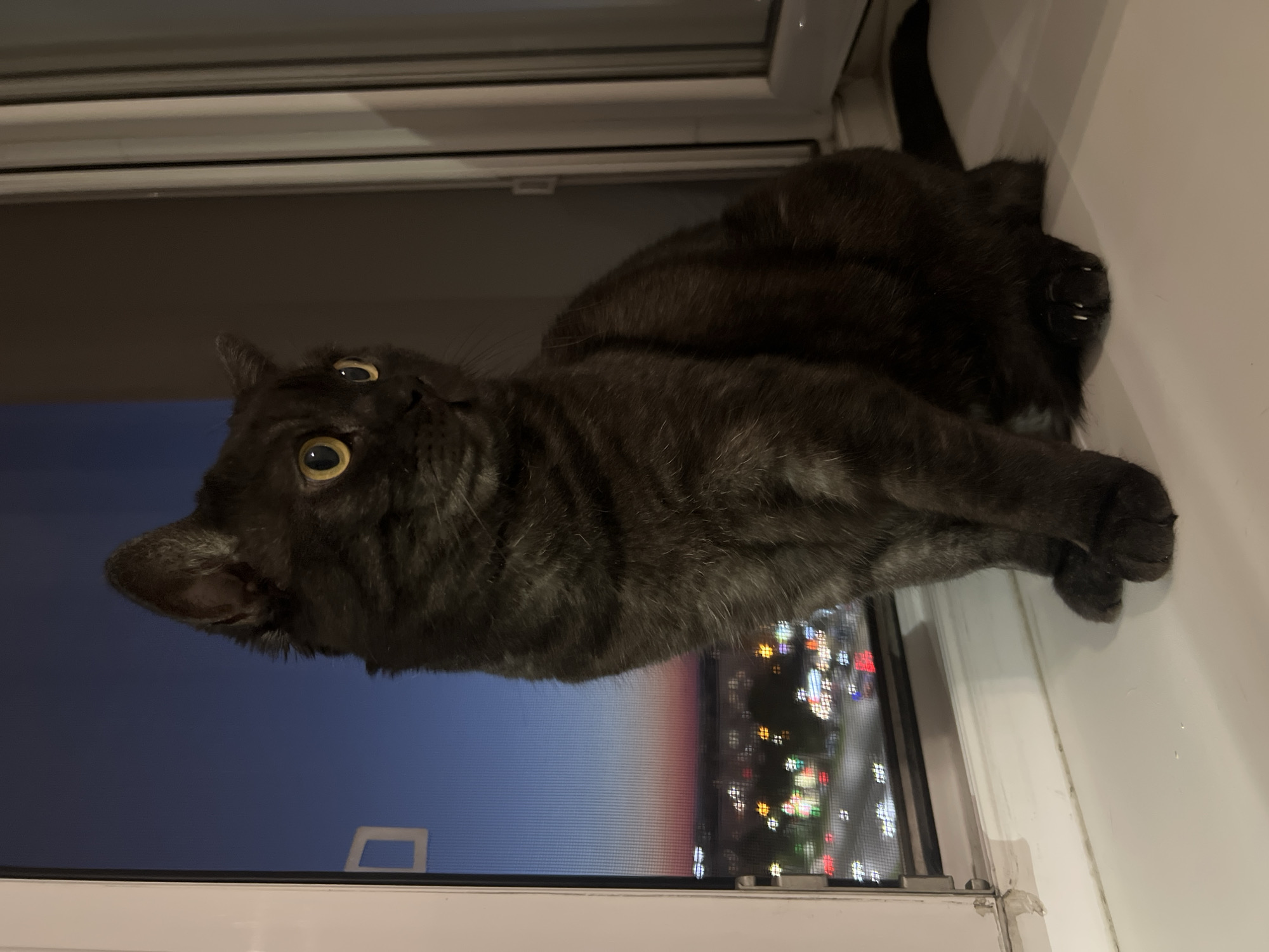 Cats observed on windowsills during dusk in Kazan