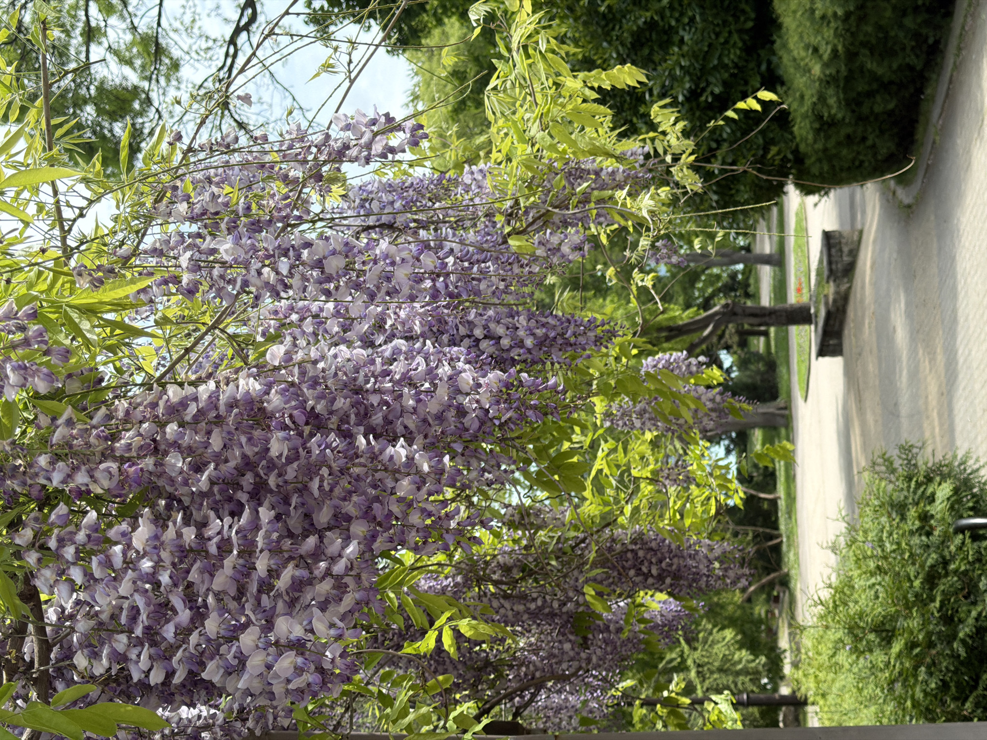 Wisteria blooms captured in Varna park scene