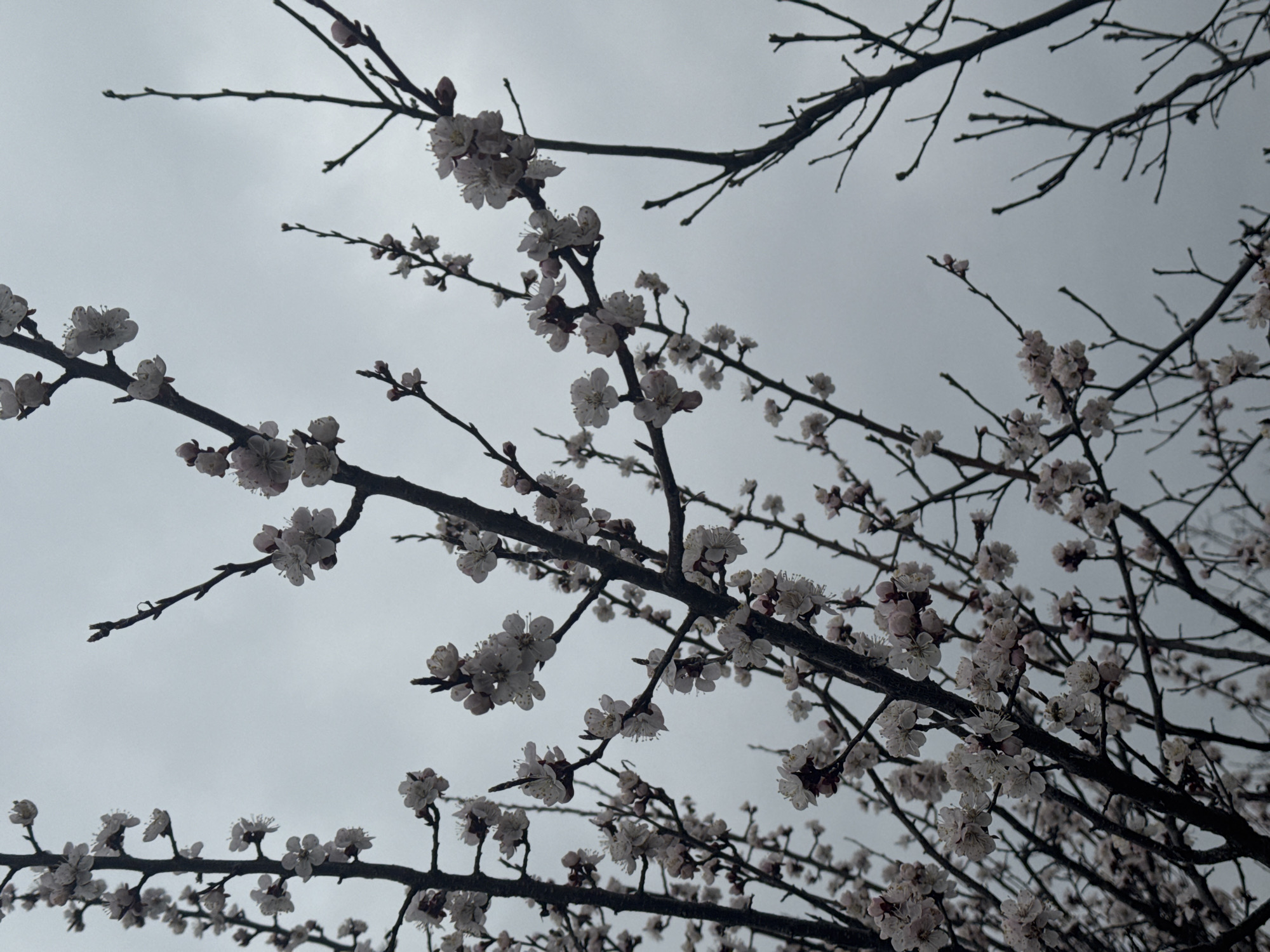 Spring blooms and everyday life documented in Kurganinsk, Russia