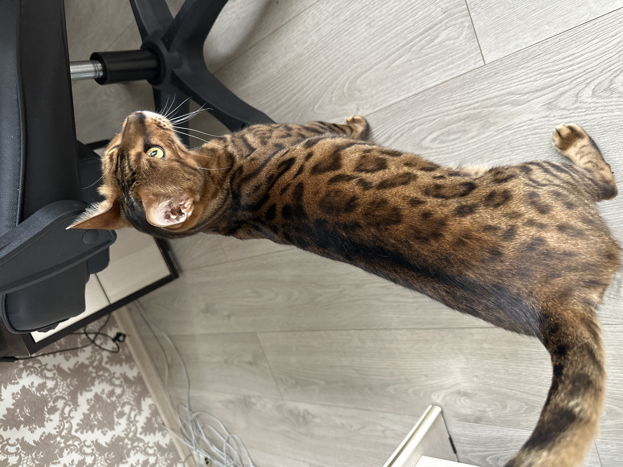 Bengal cat photographed across a home in Energetik, Russia