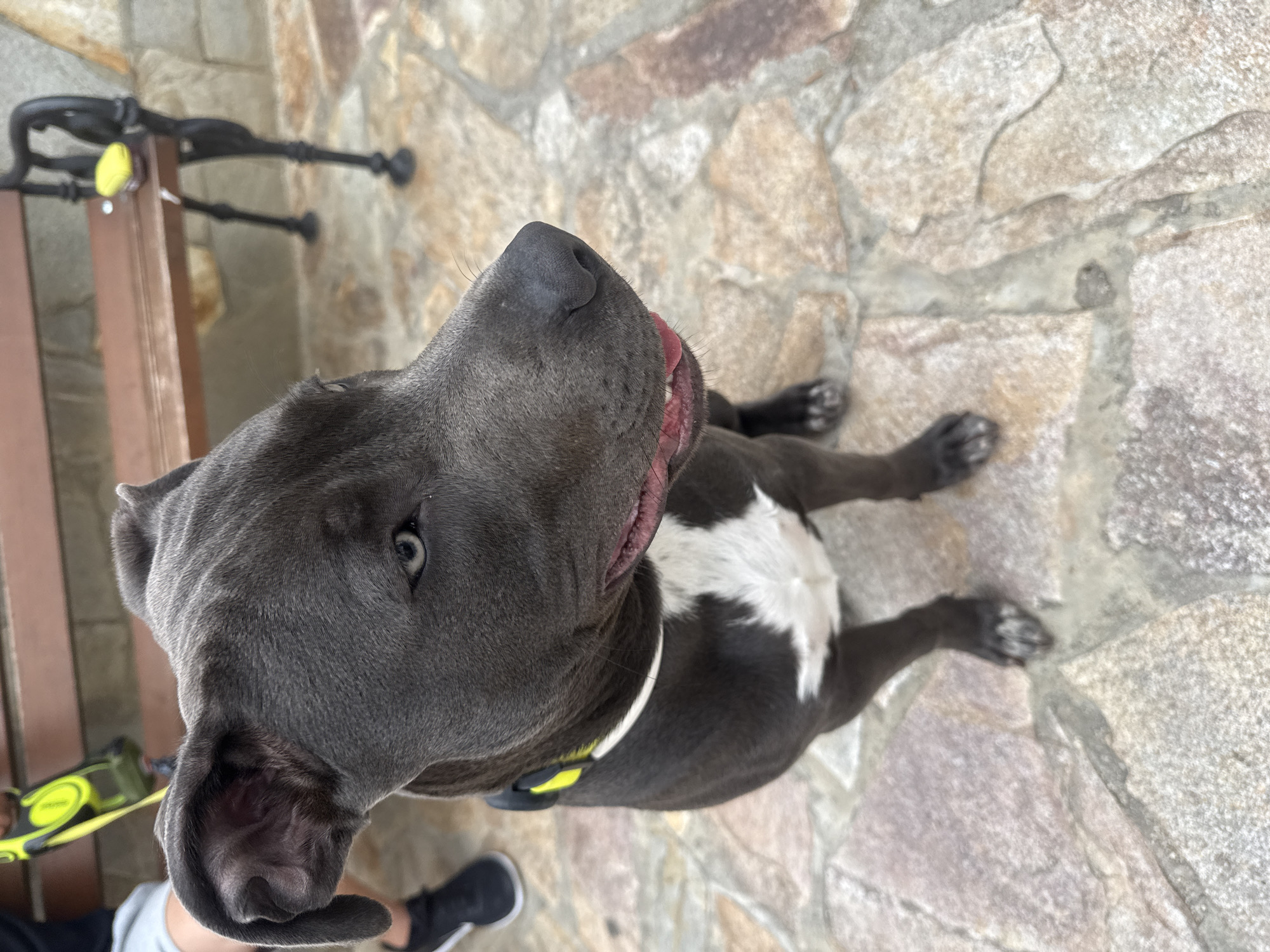 Blue-eyed pit bull spotted on stone pathways in Aksakovo