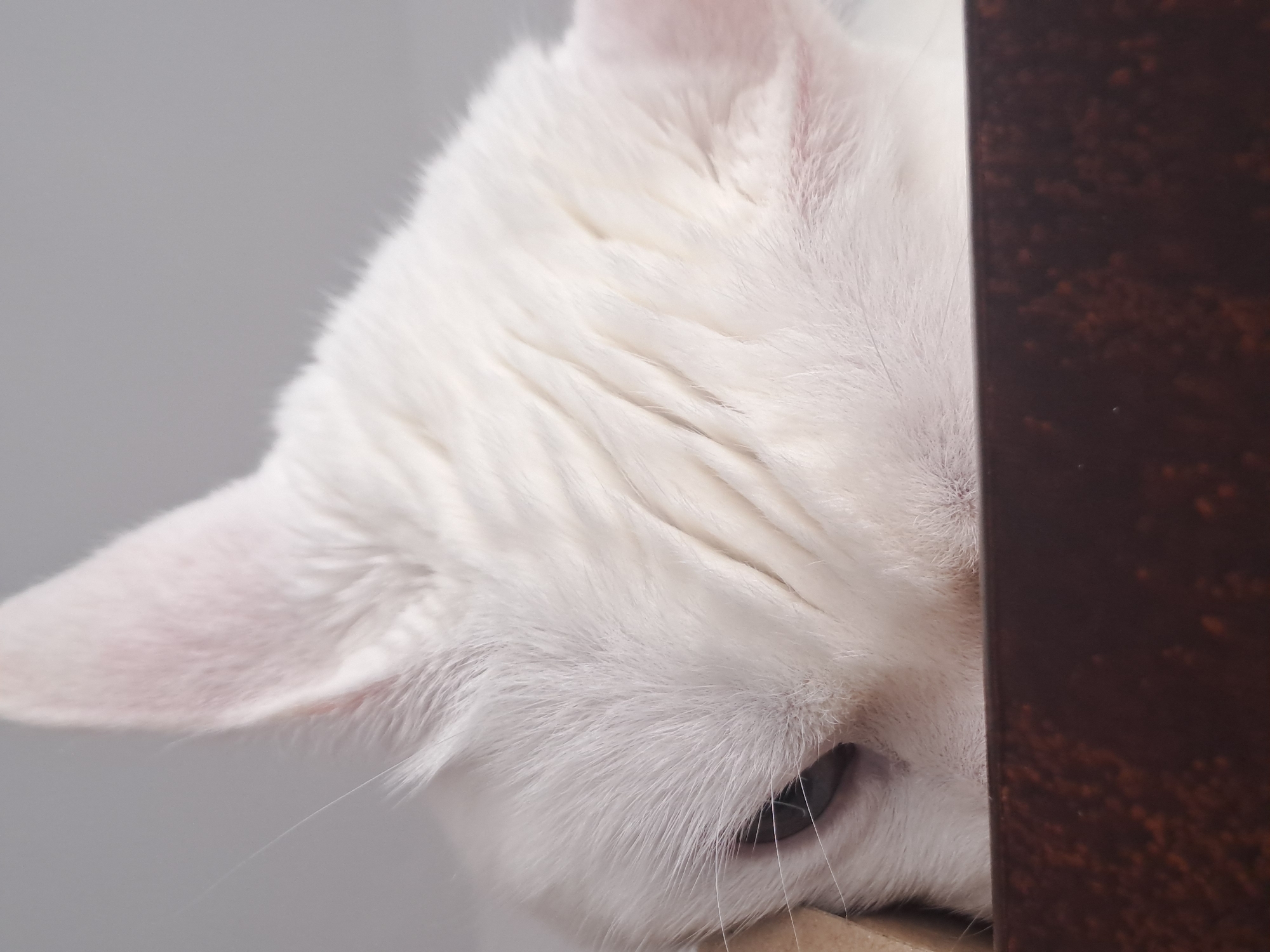 White cat peeks from behind wooden structure in Bulgaria