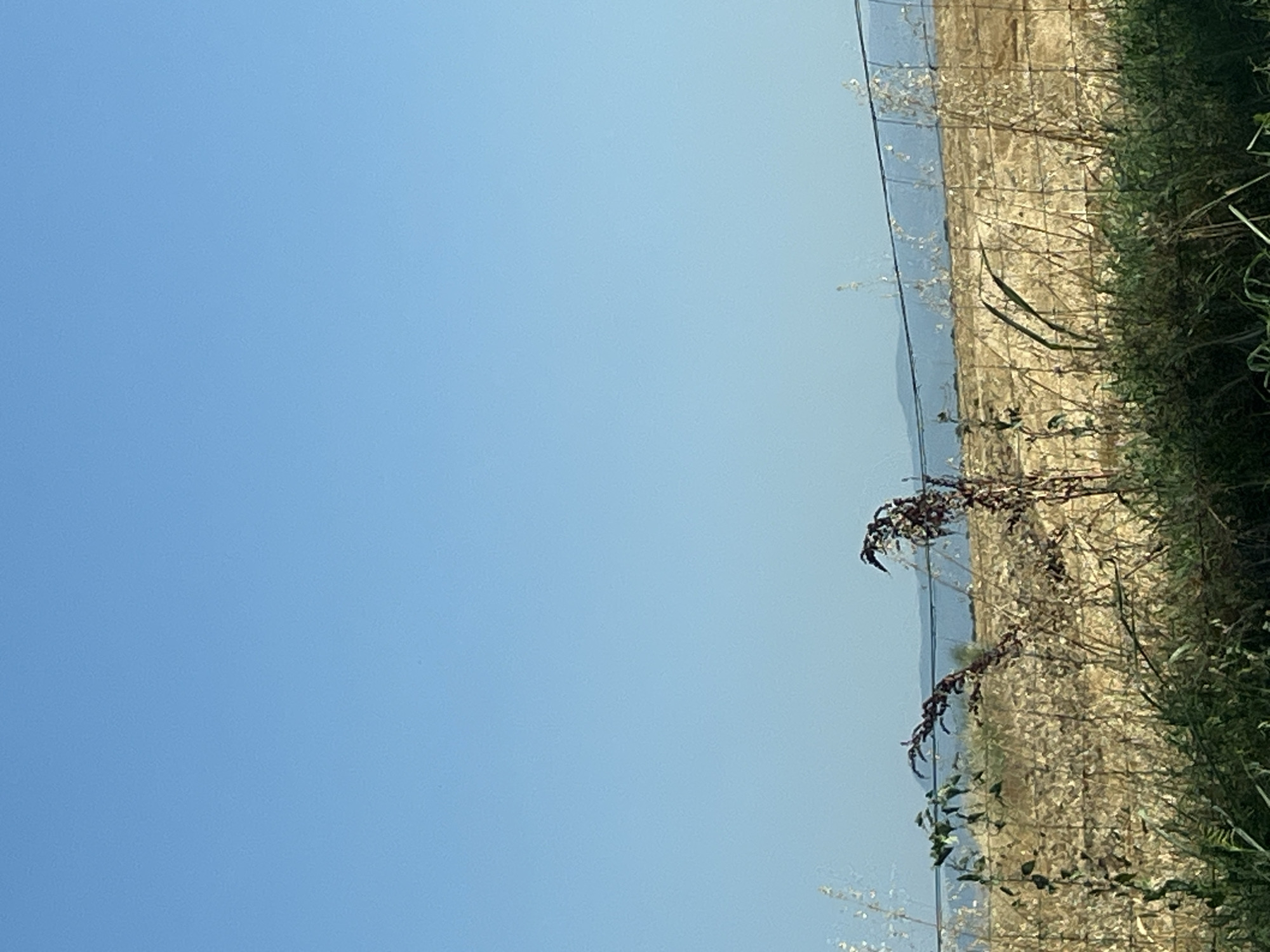 Dry rural field and fence under blue skies in Benkovski